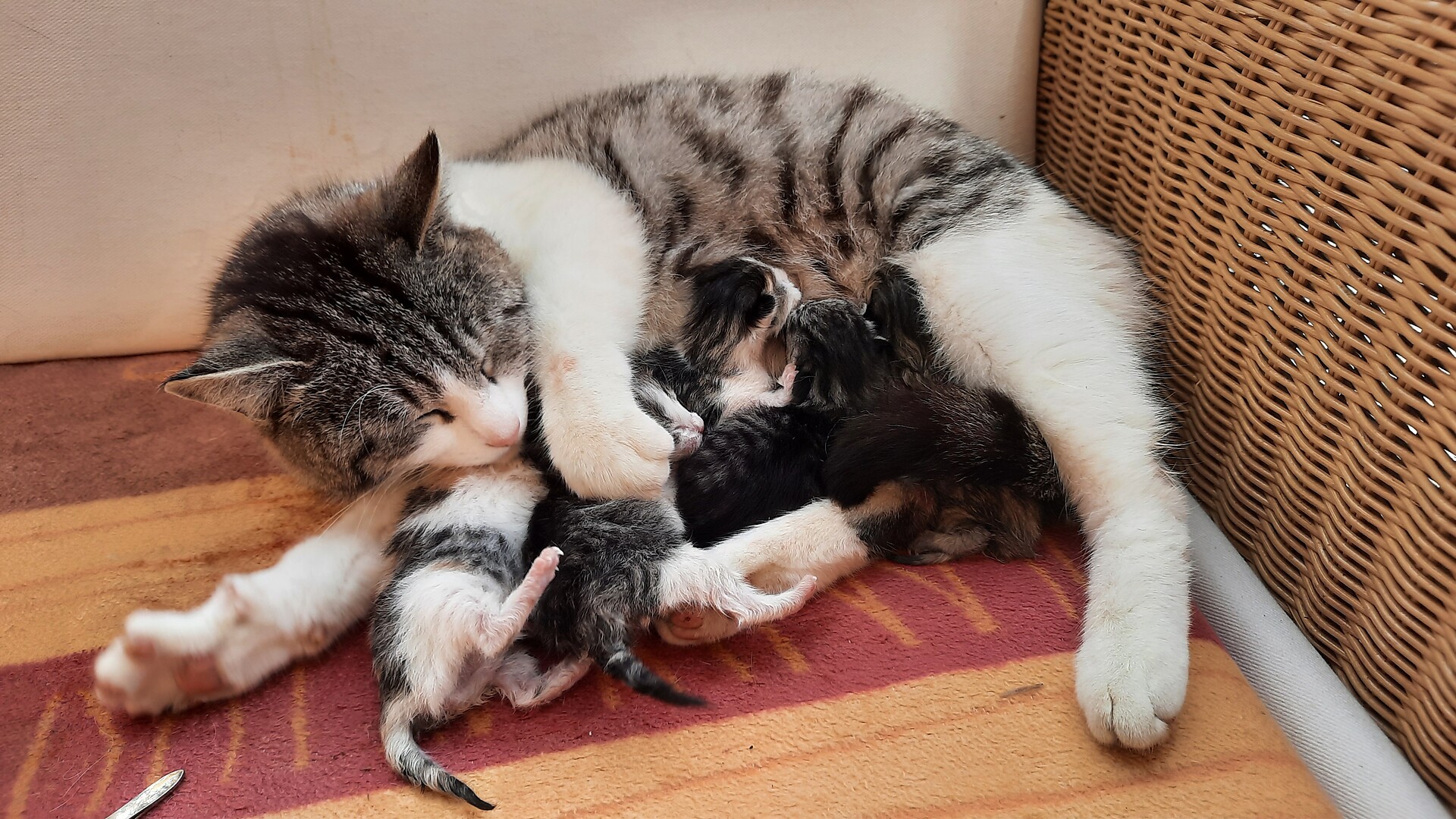 i nostri gattini