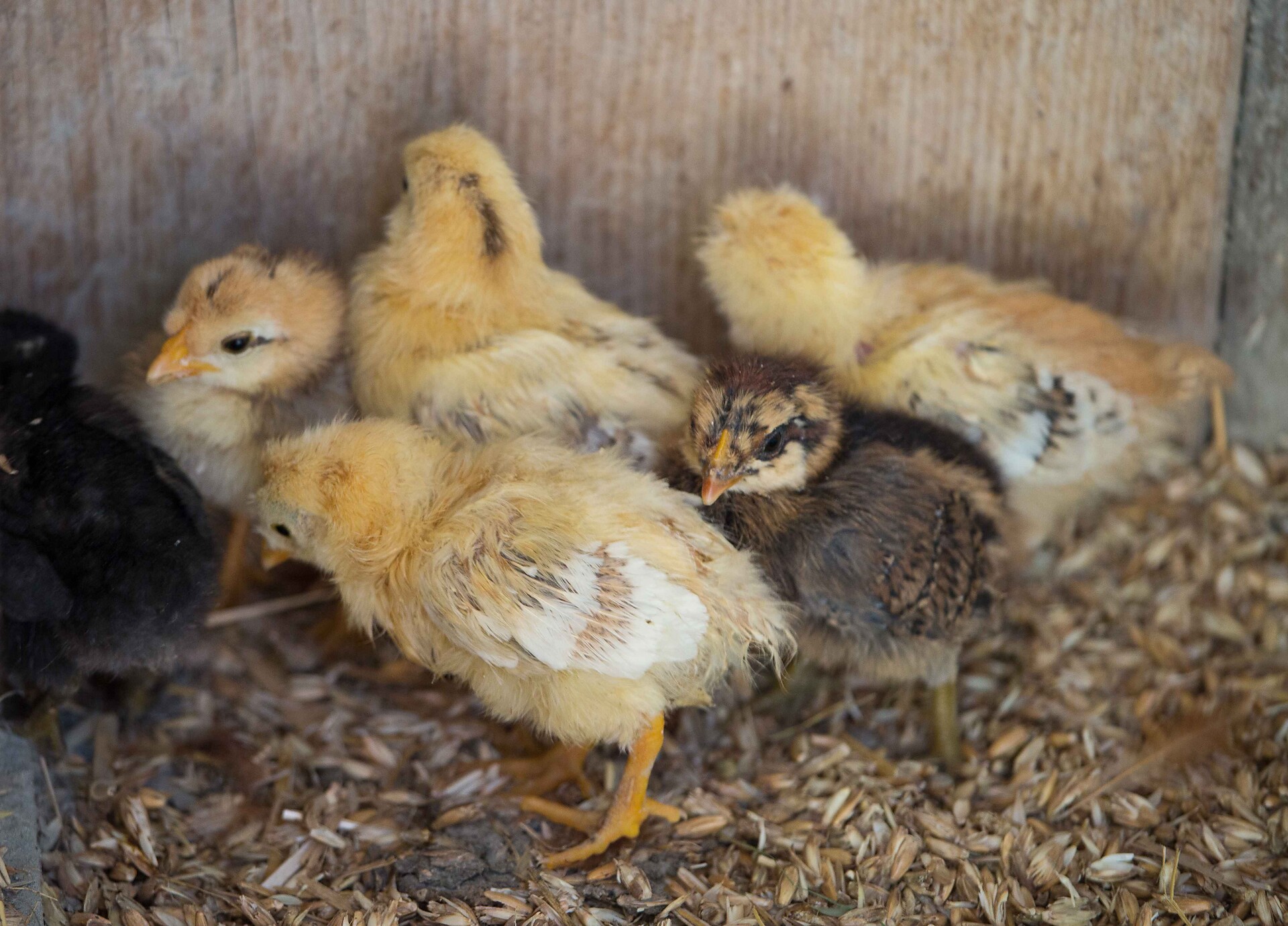chick