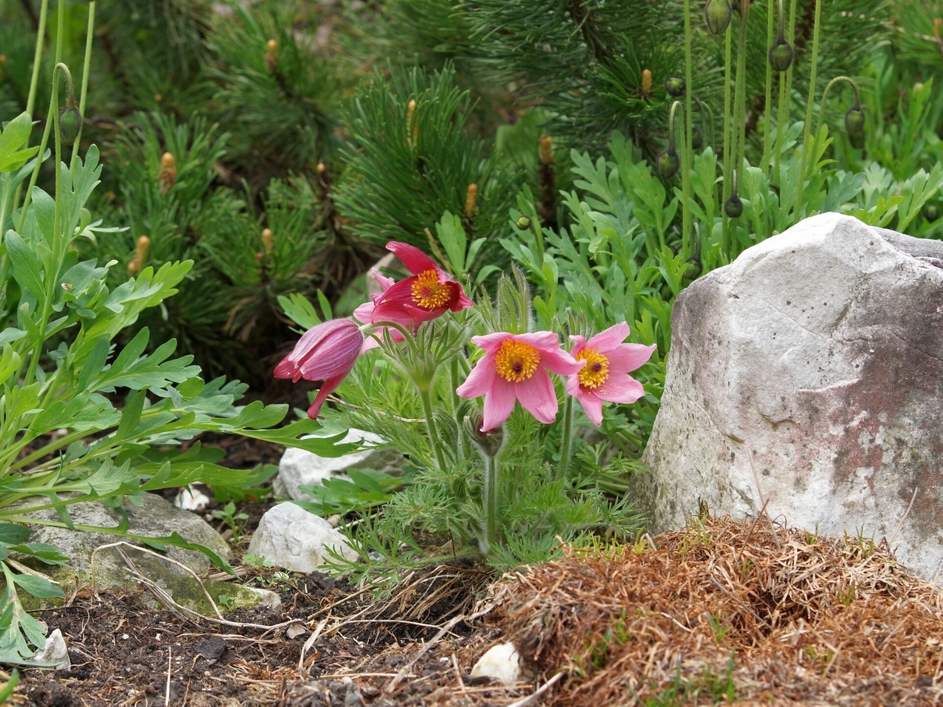 Giardino alpino