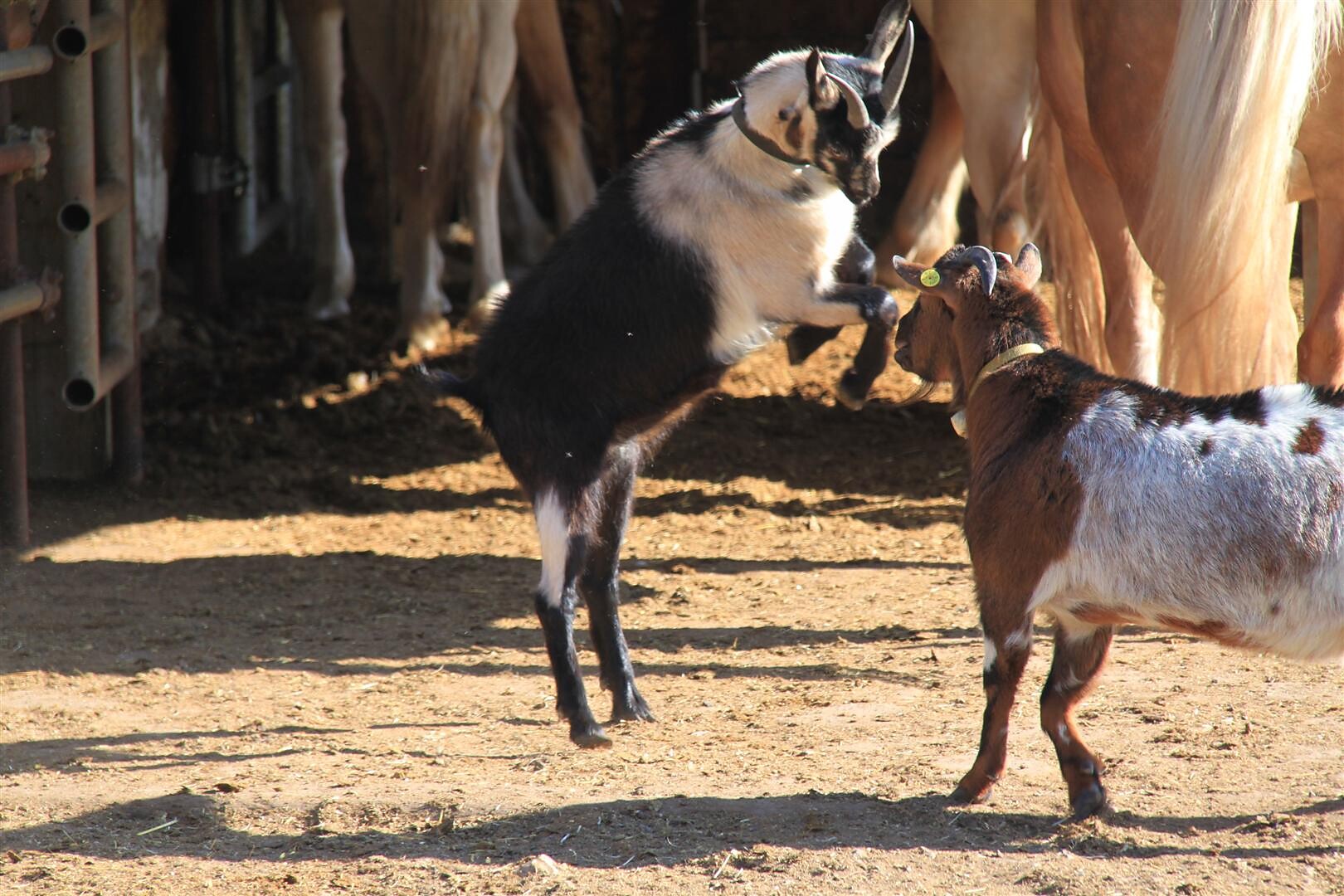 our goats