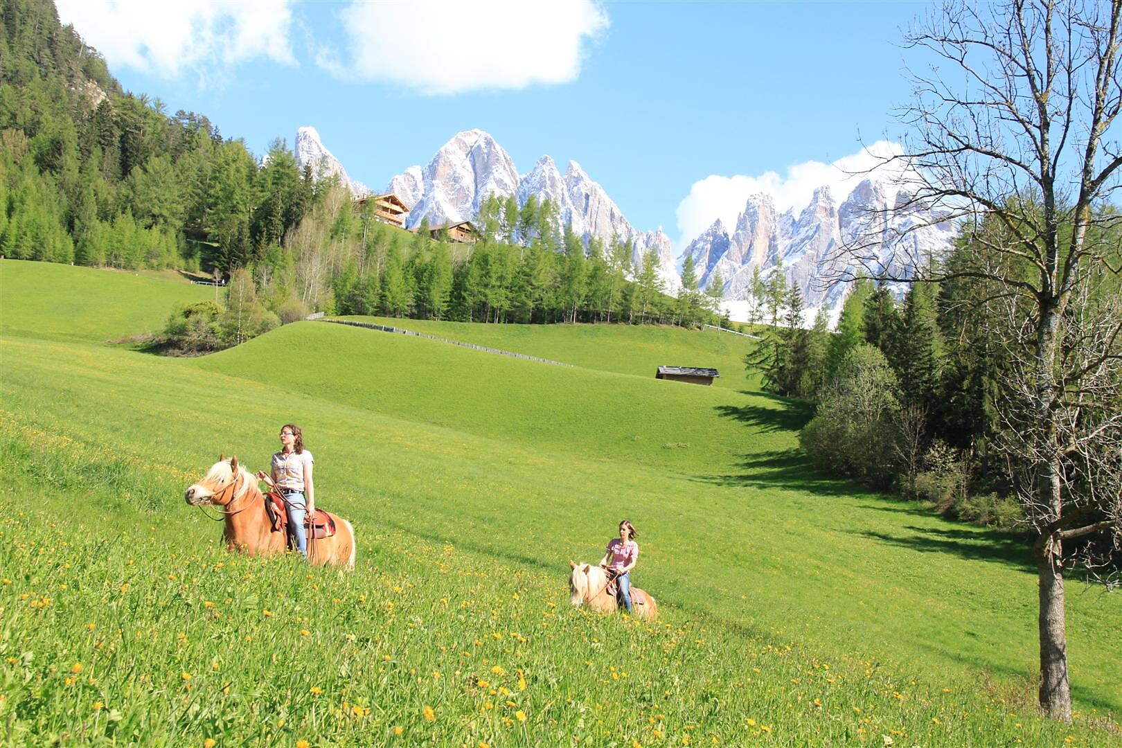 Tour with Haflinger