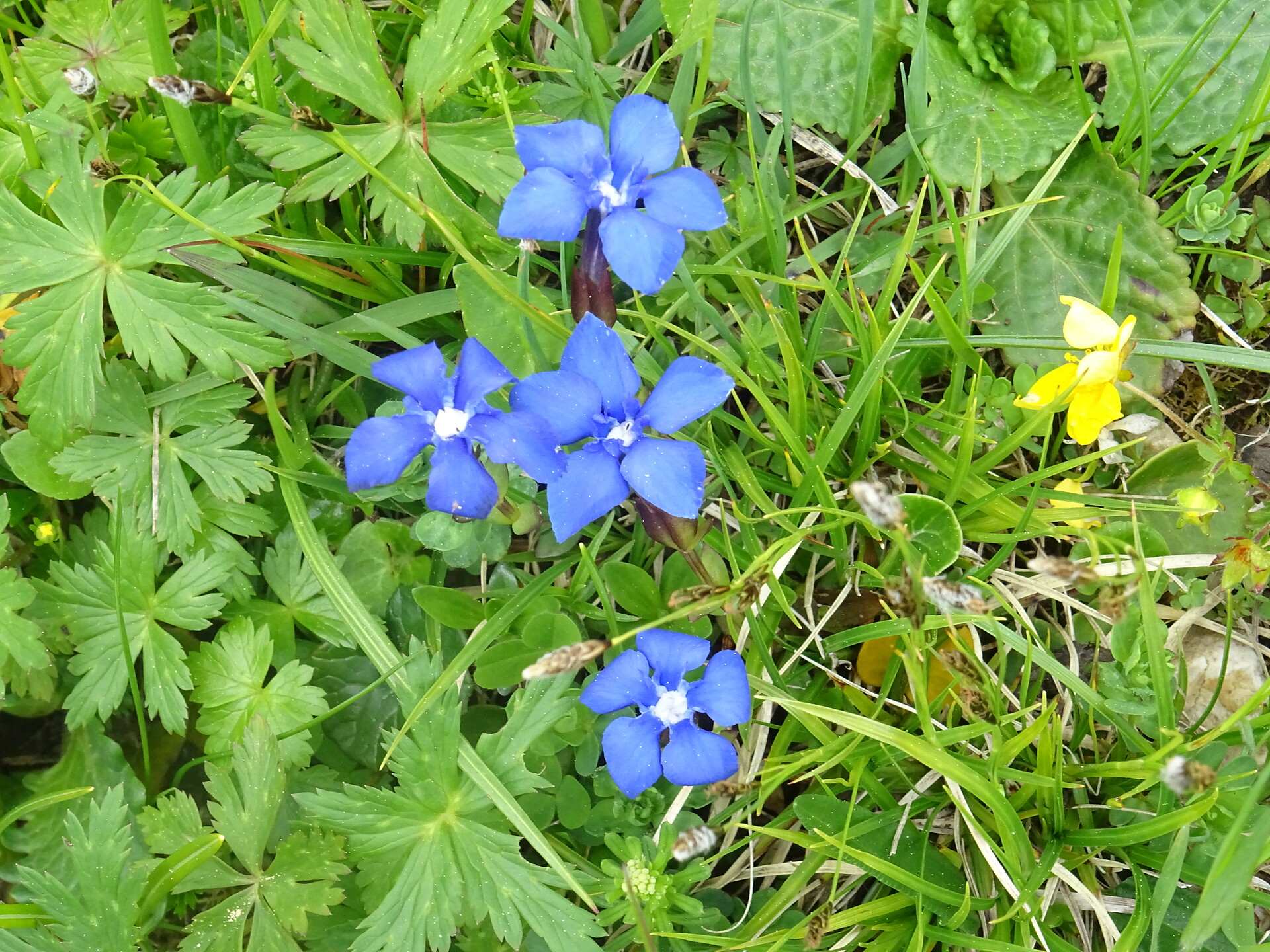 Fiori