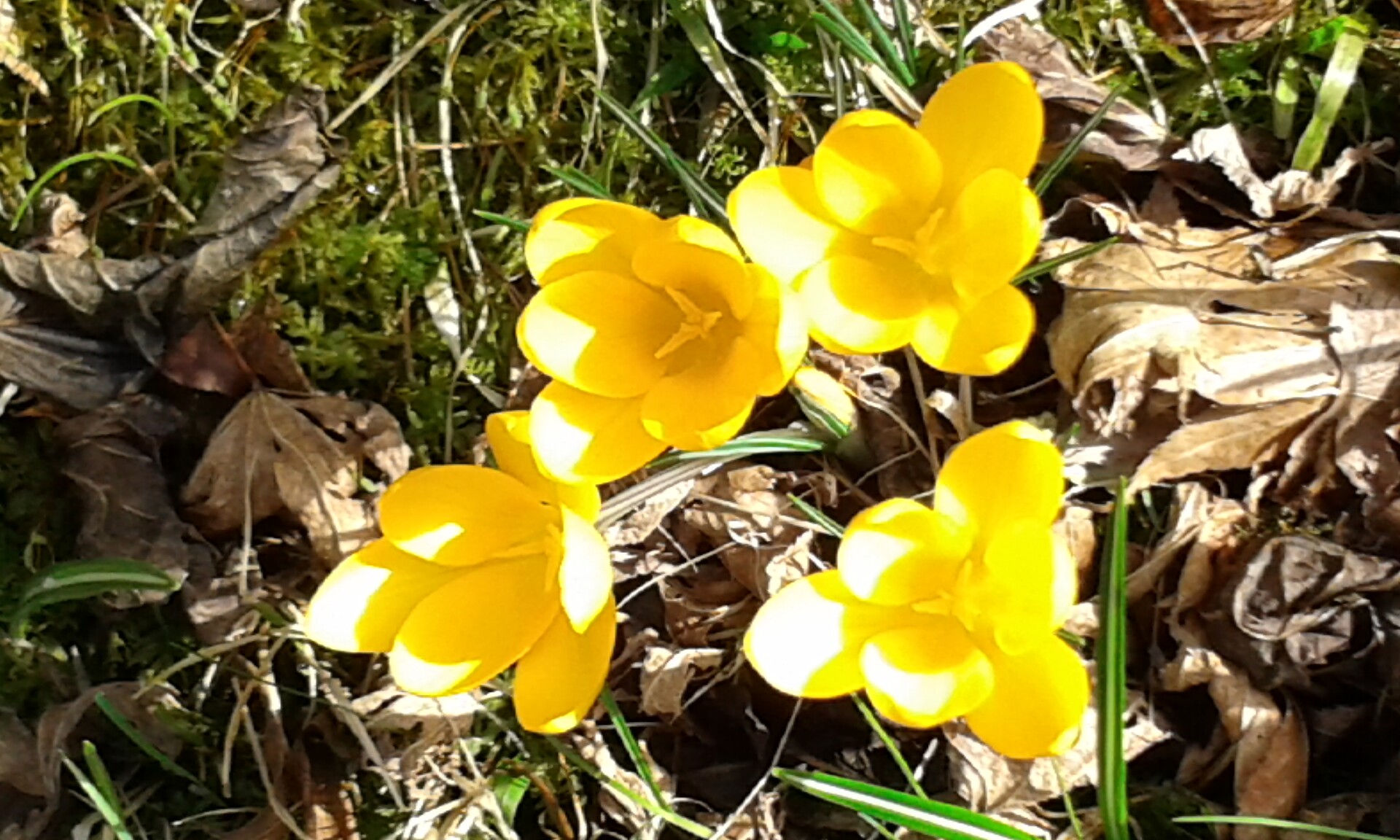 hotel Klammhof Natur