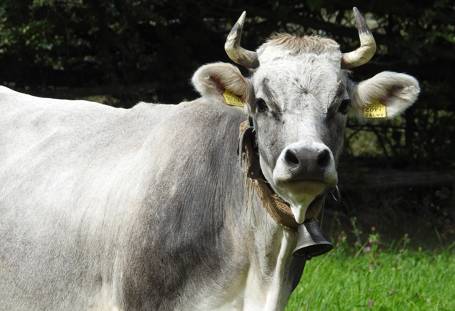 Unsere Kühe