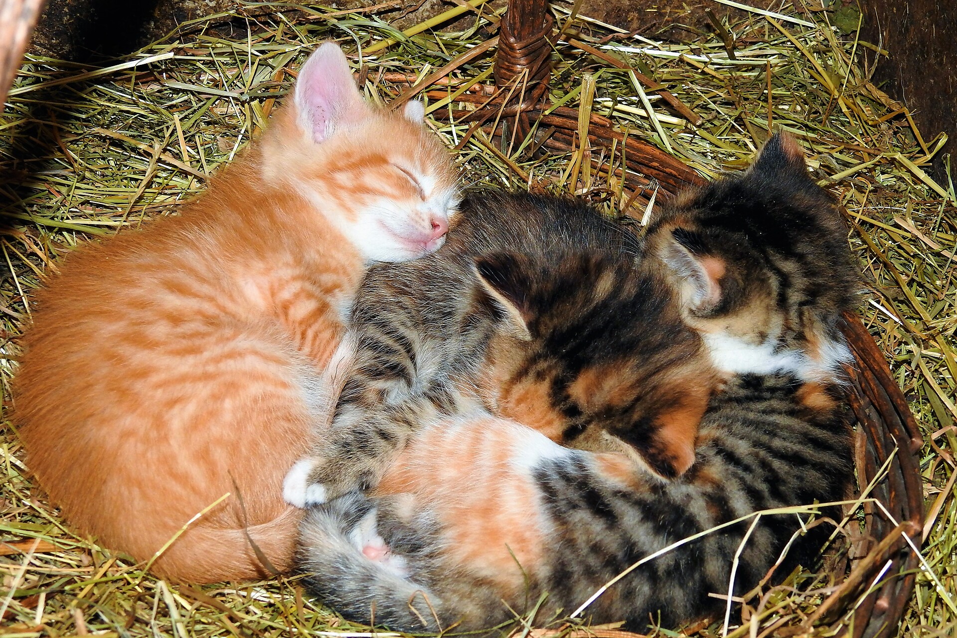 Andere Tiere