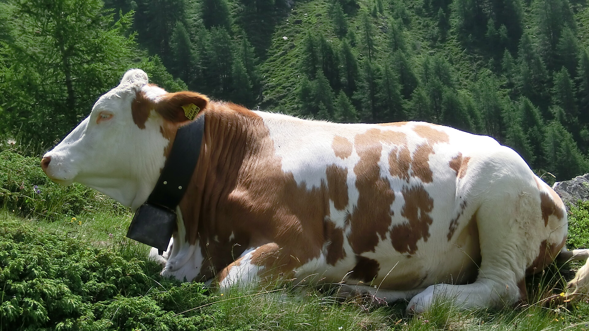 Fleckvieh