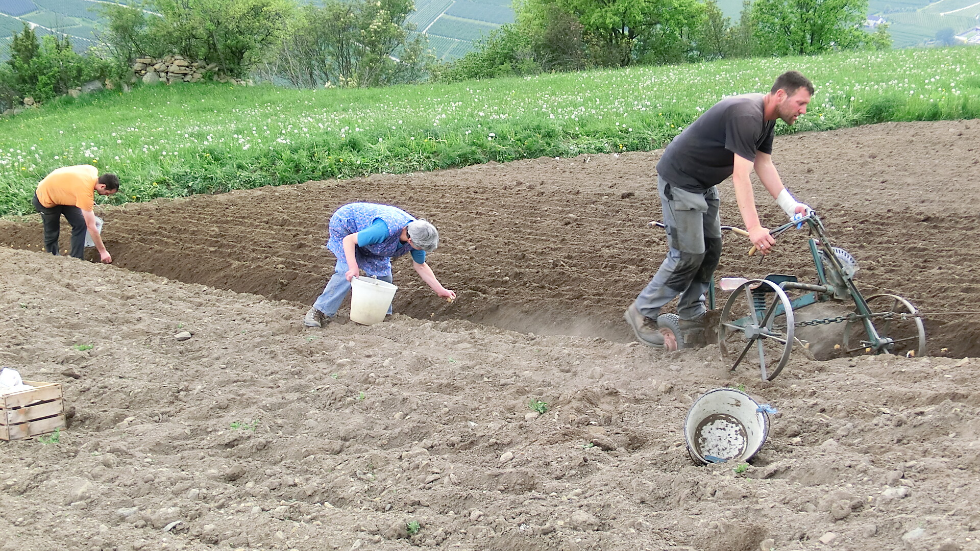 Kartoffeln pflanzen