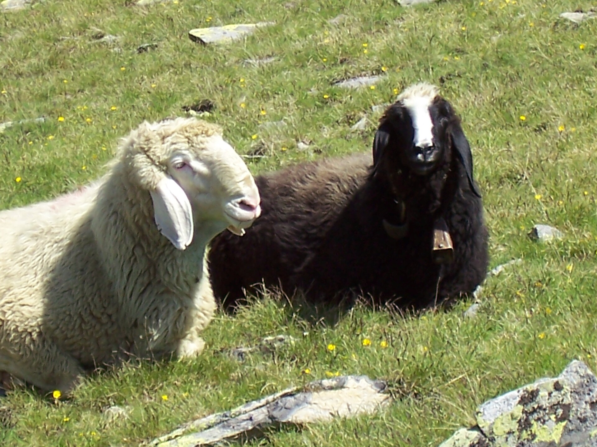 Höflhof