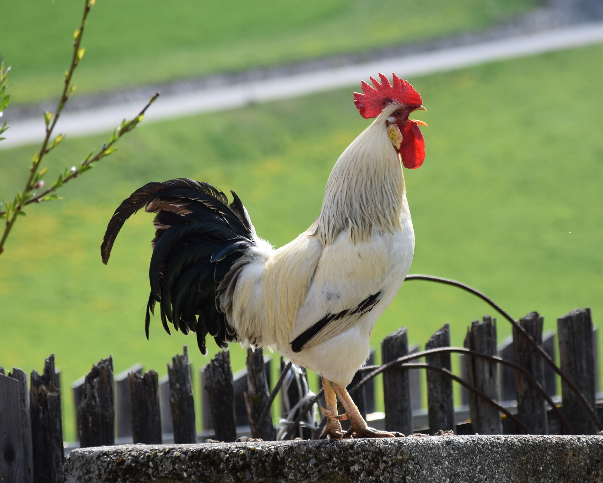 gallo