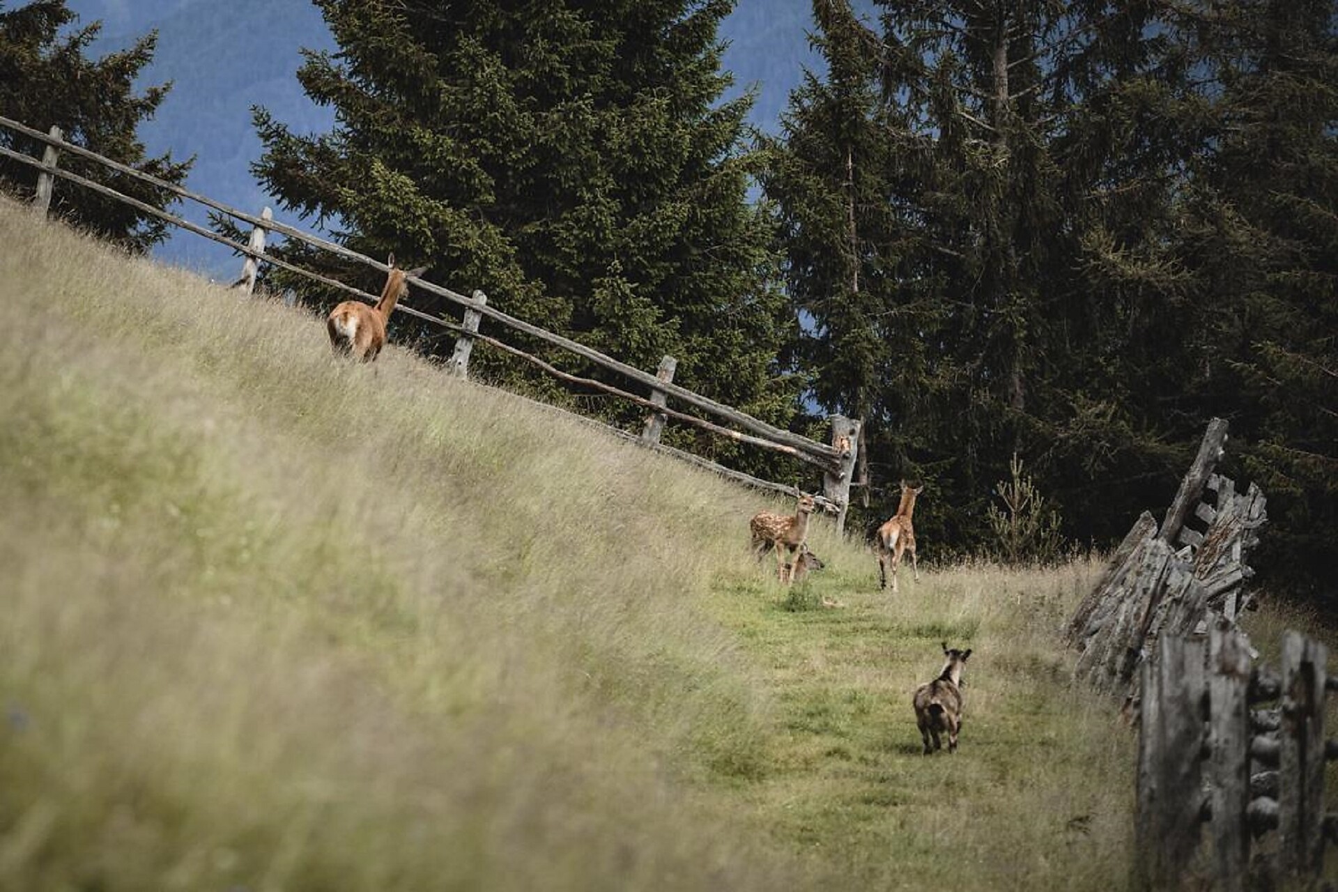Deer calf