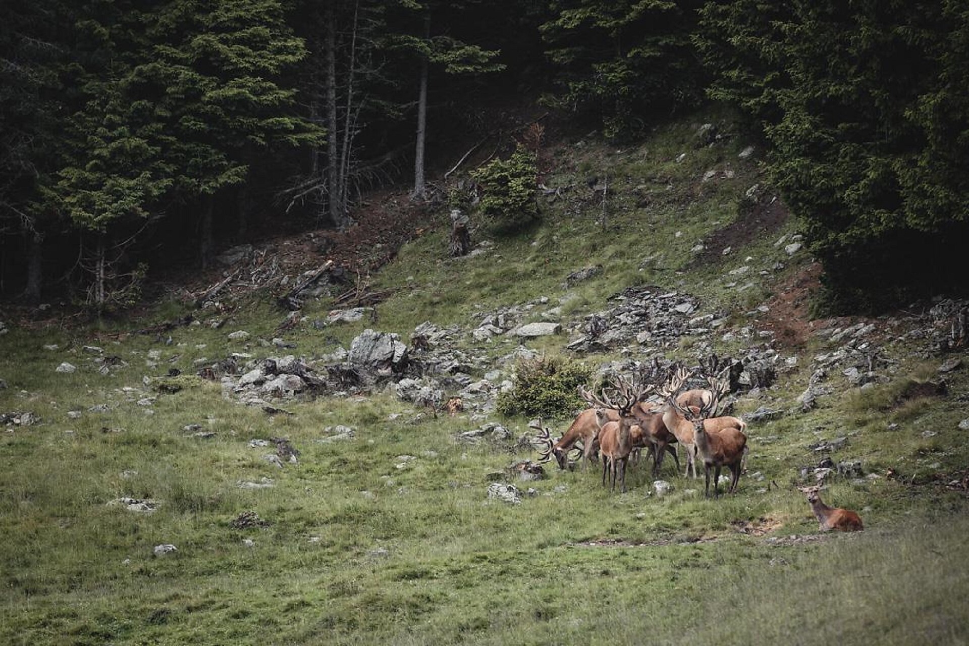 Deer