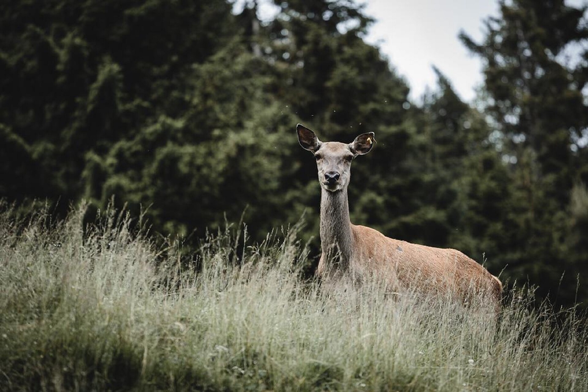 Female deer