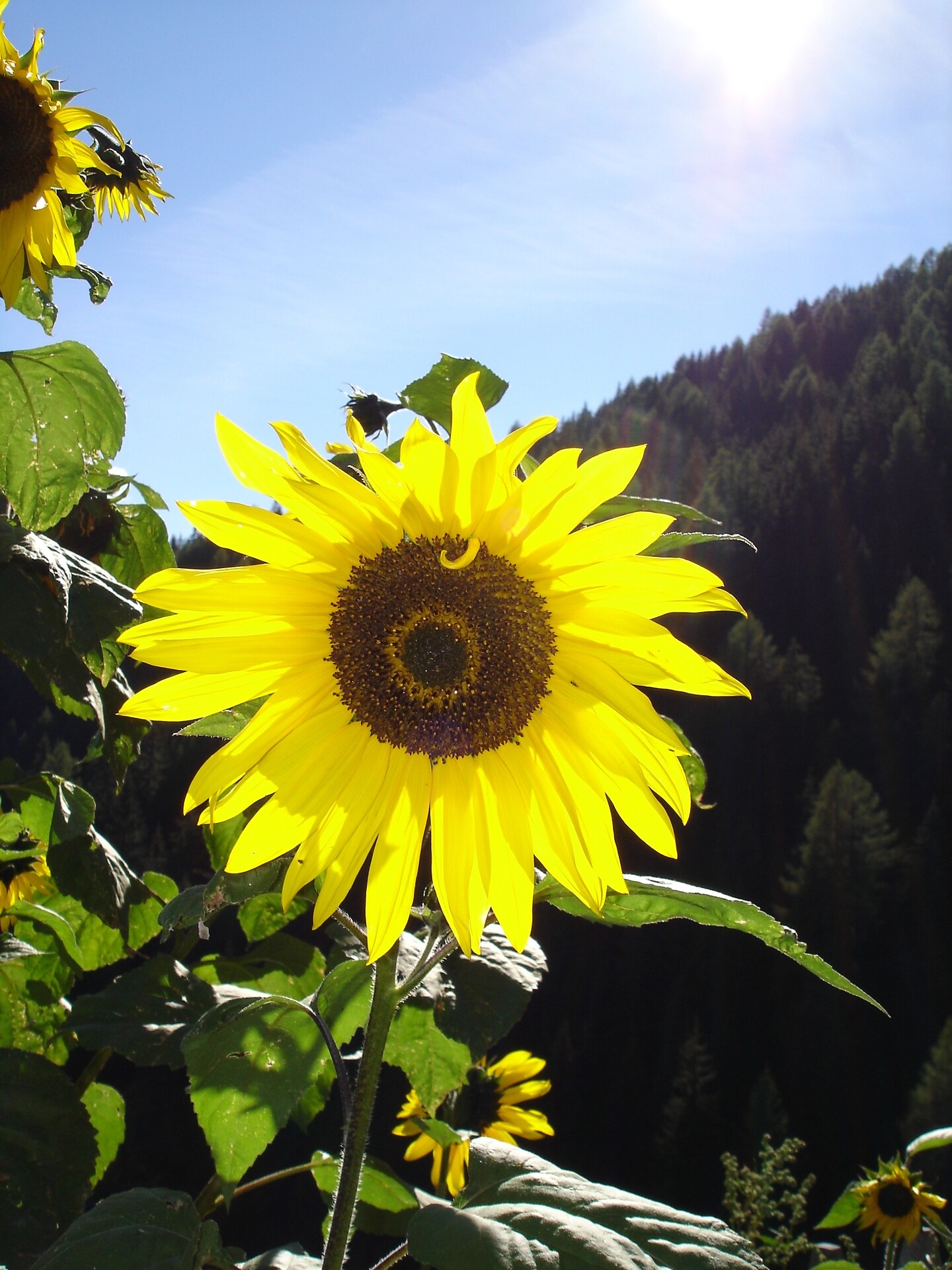 Sunflower