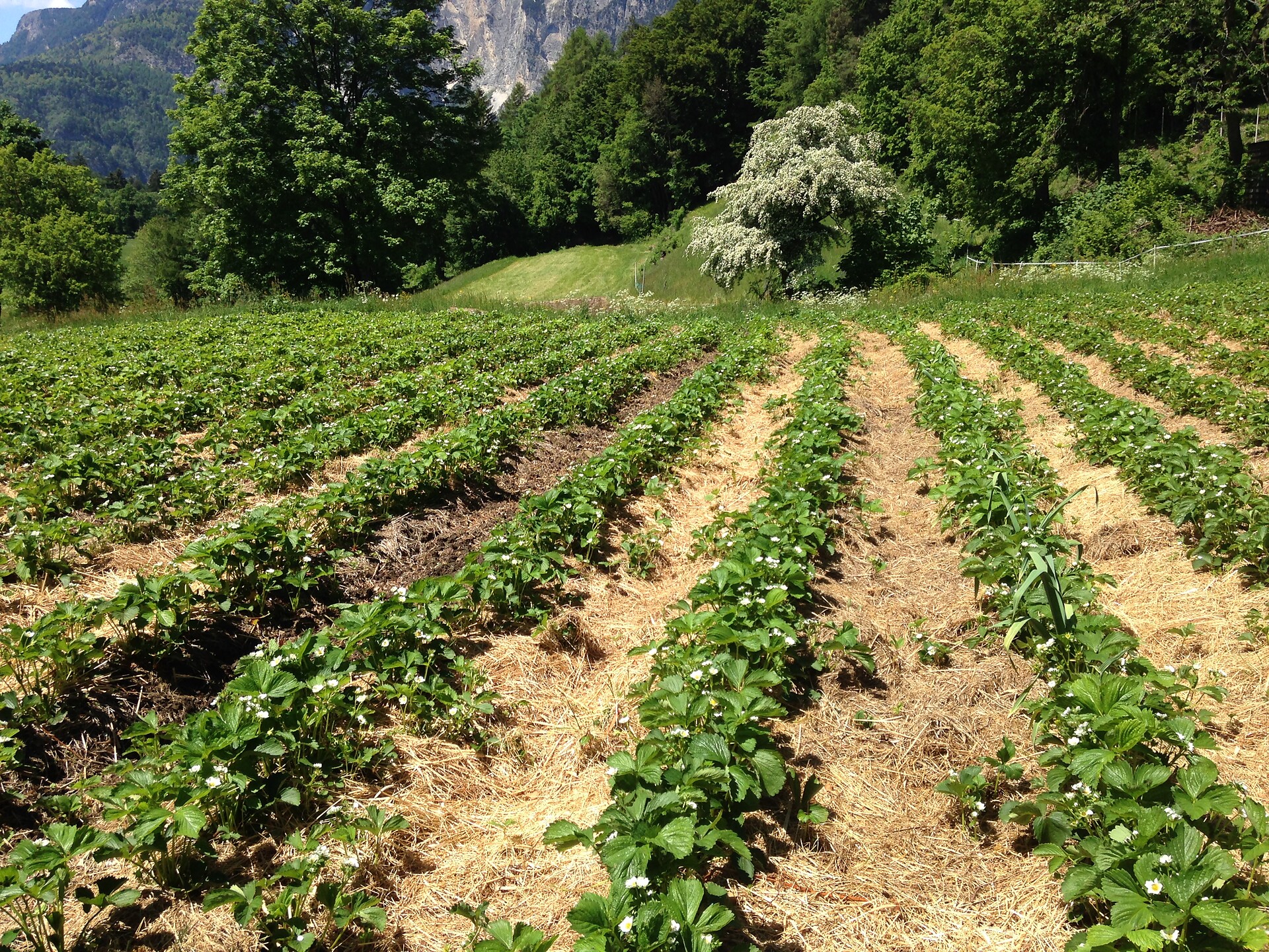 fragole