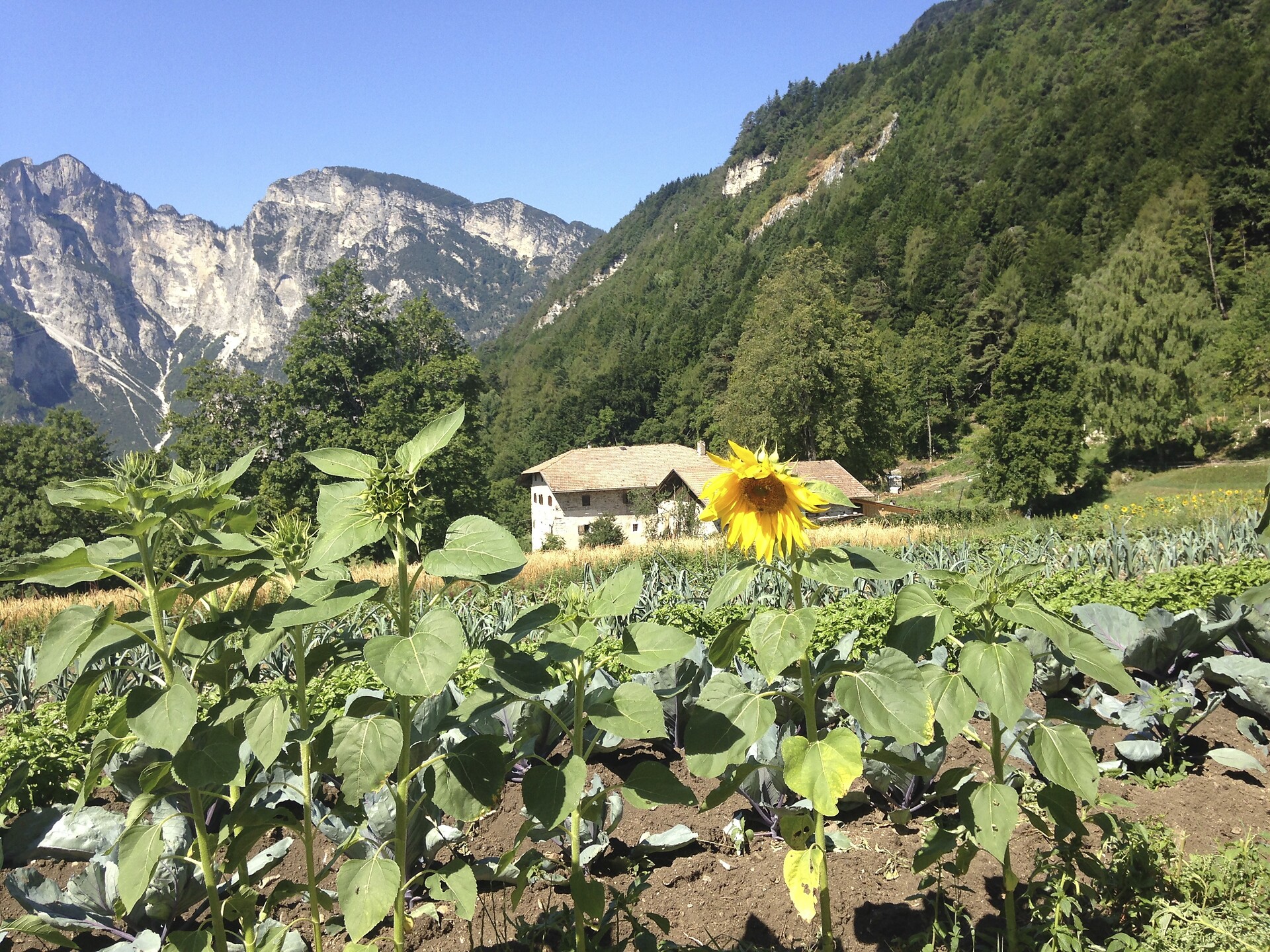 girasole