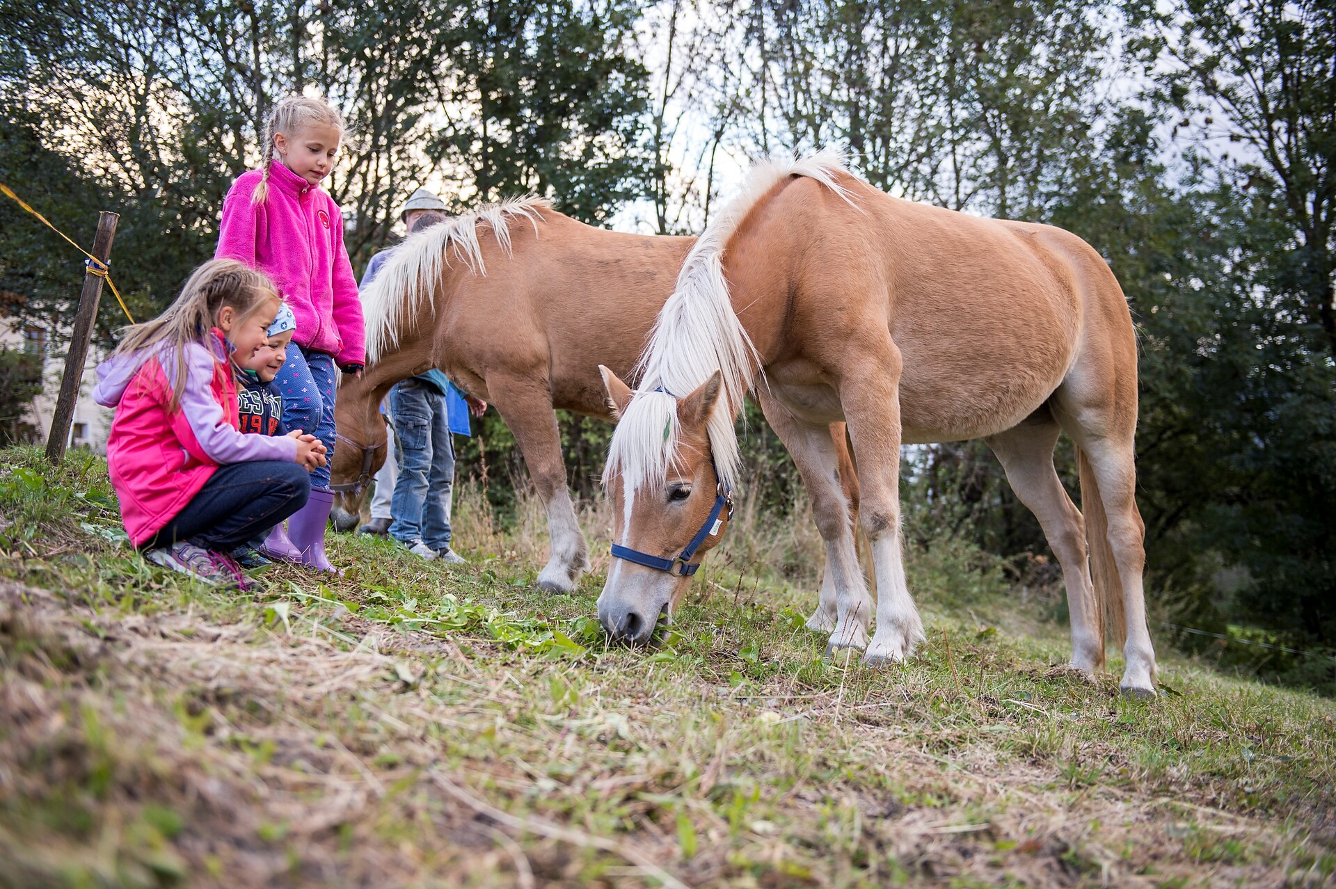 horses