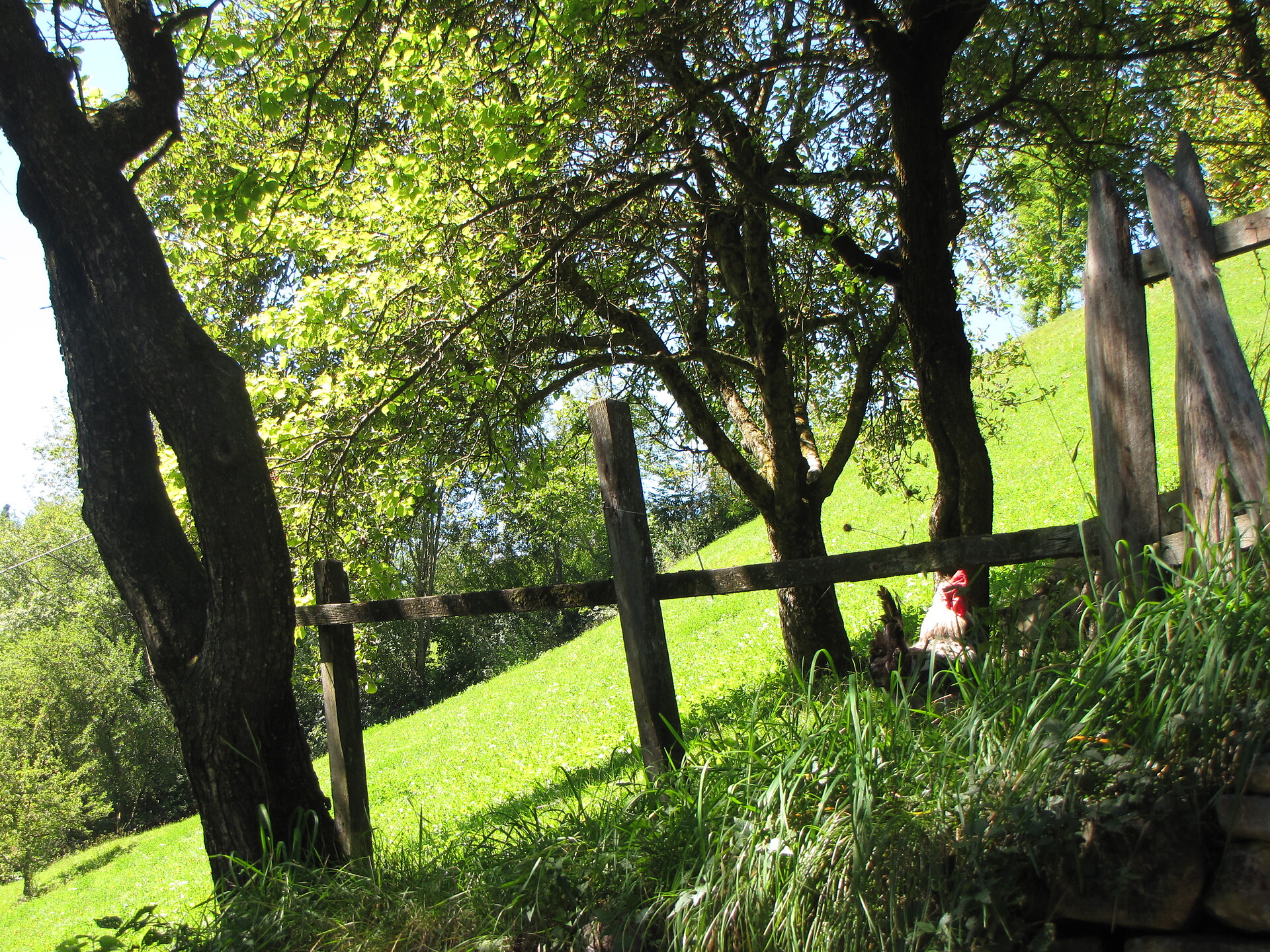 giardino