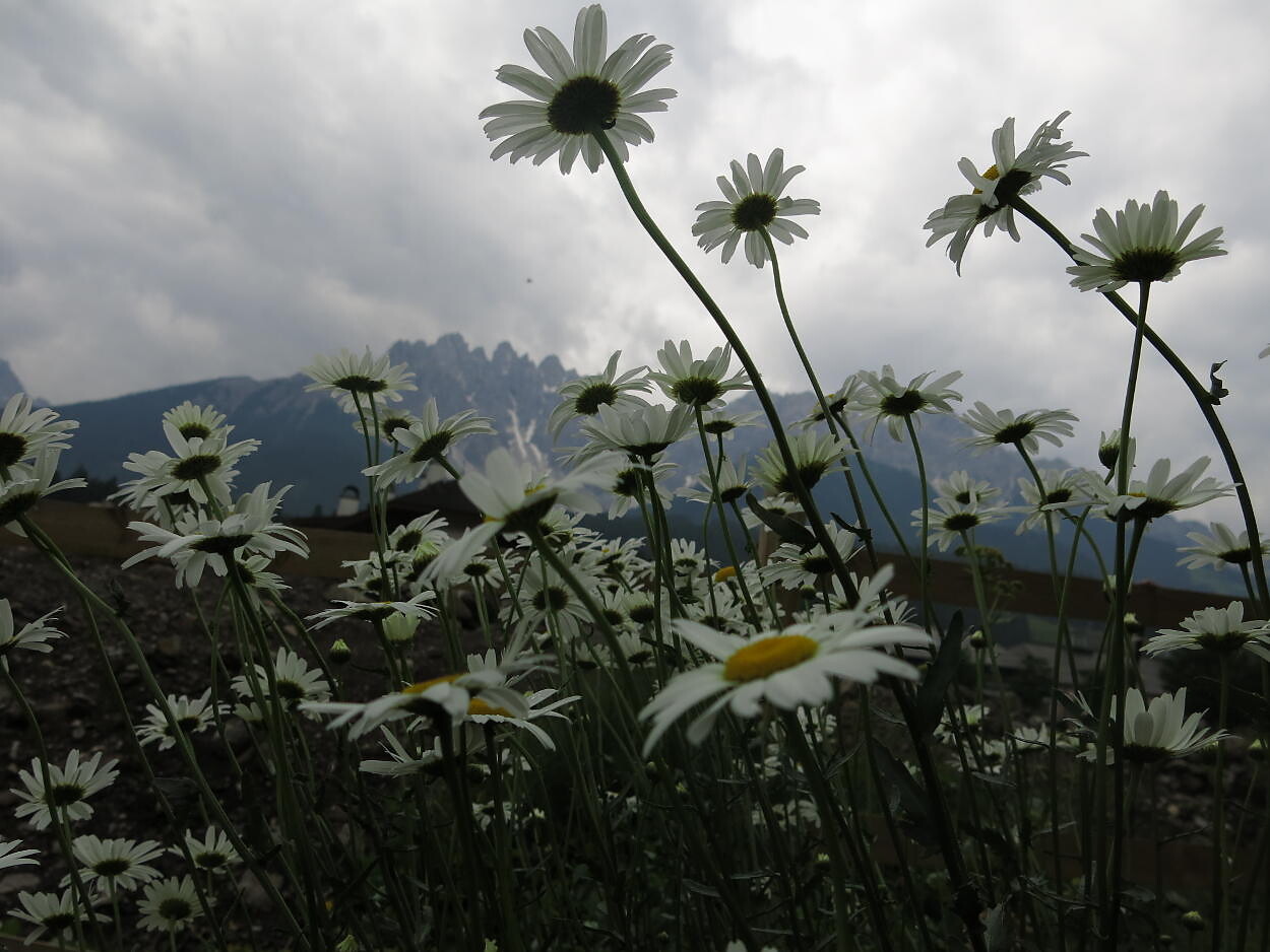 Aussicht Garten