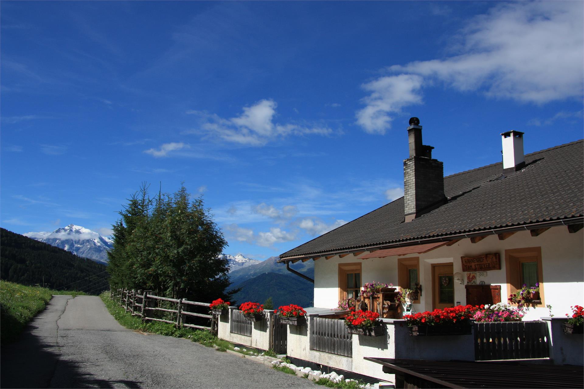Hahnenhof Mals 2 suedtirol.info