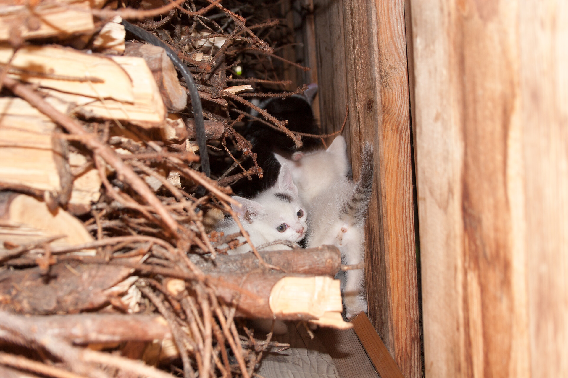 Katzen