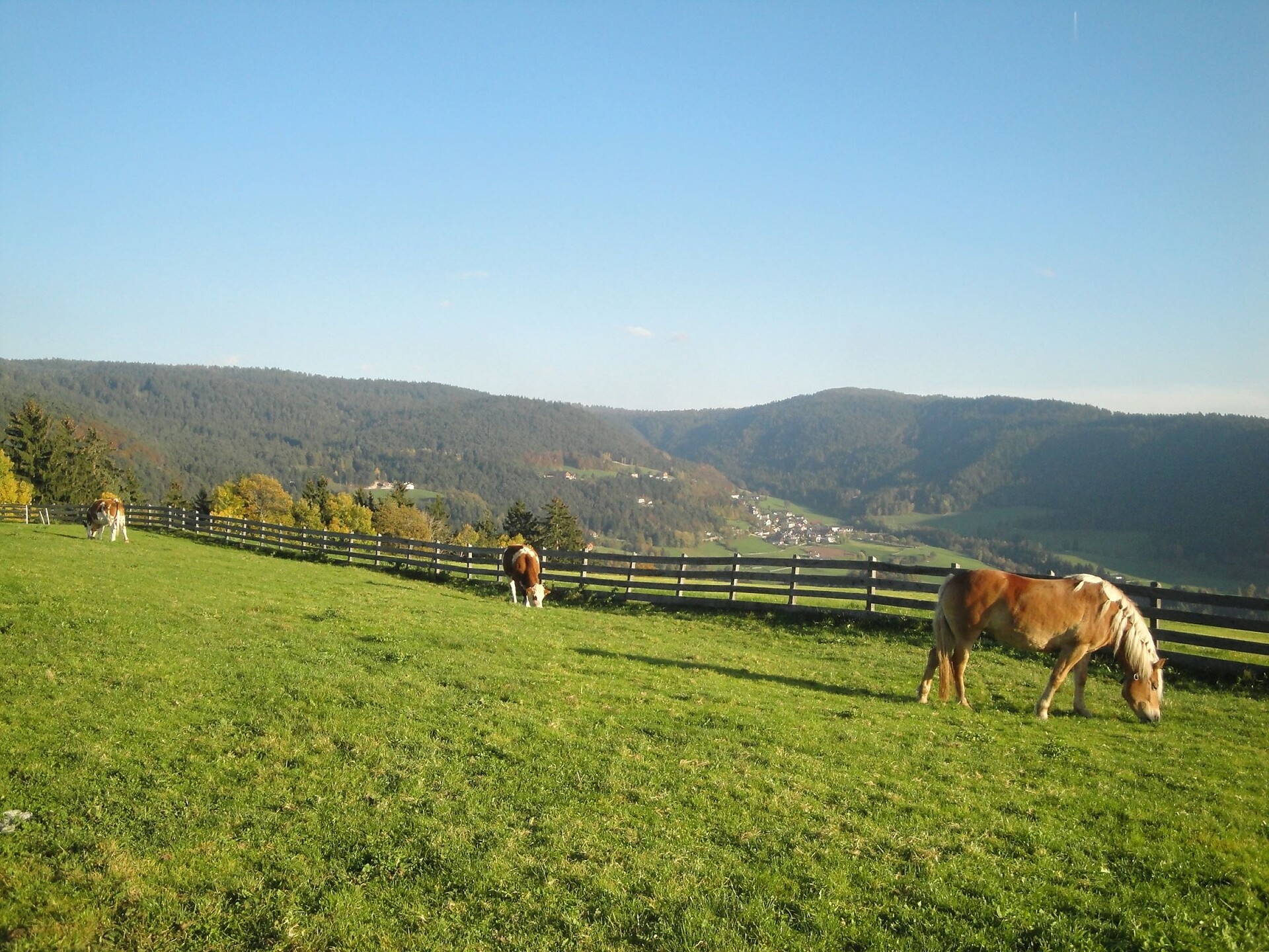 Haflinger horses