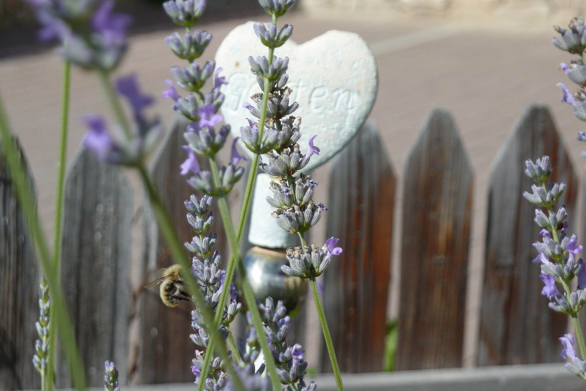 Lavender scent