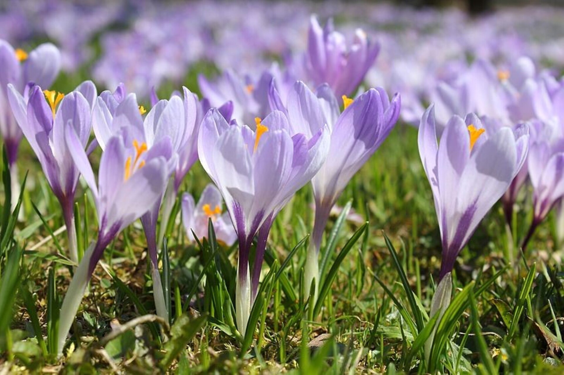 Crocus flower Möltner Joch