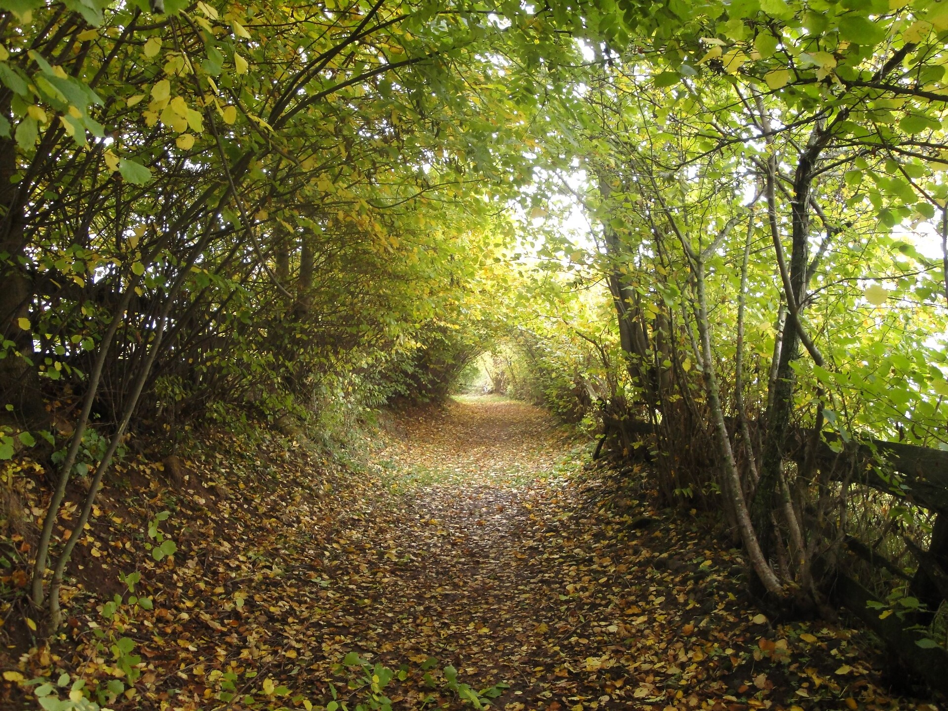 autumn