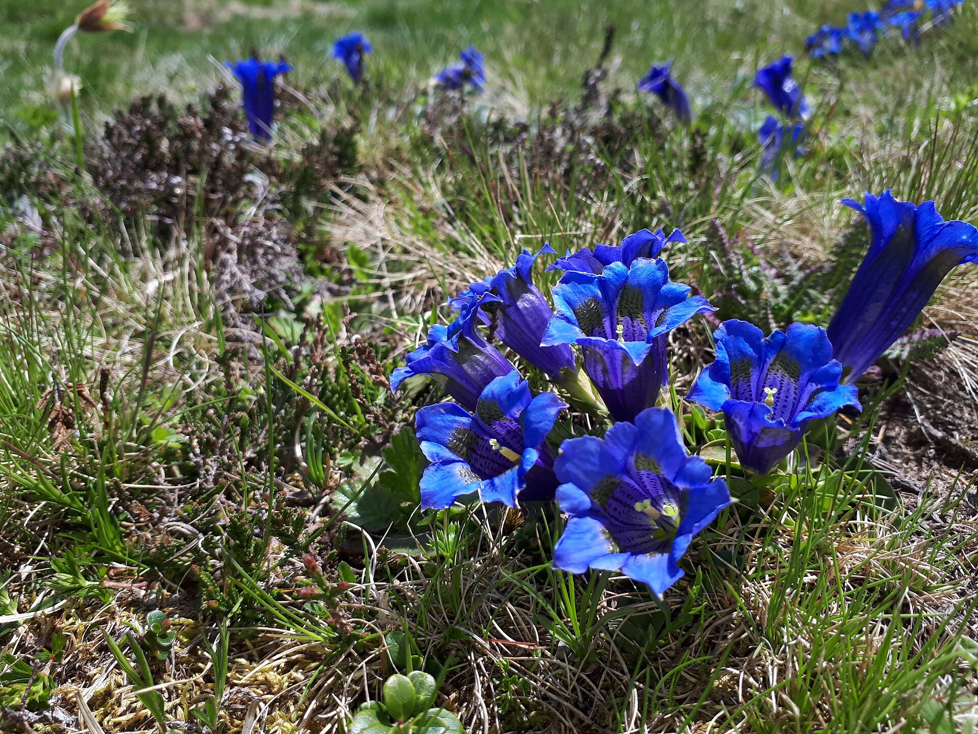 Gentian