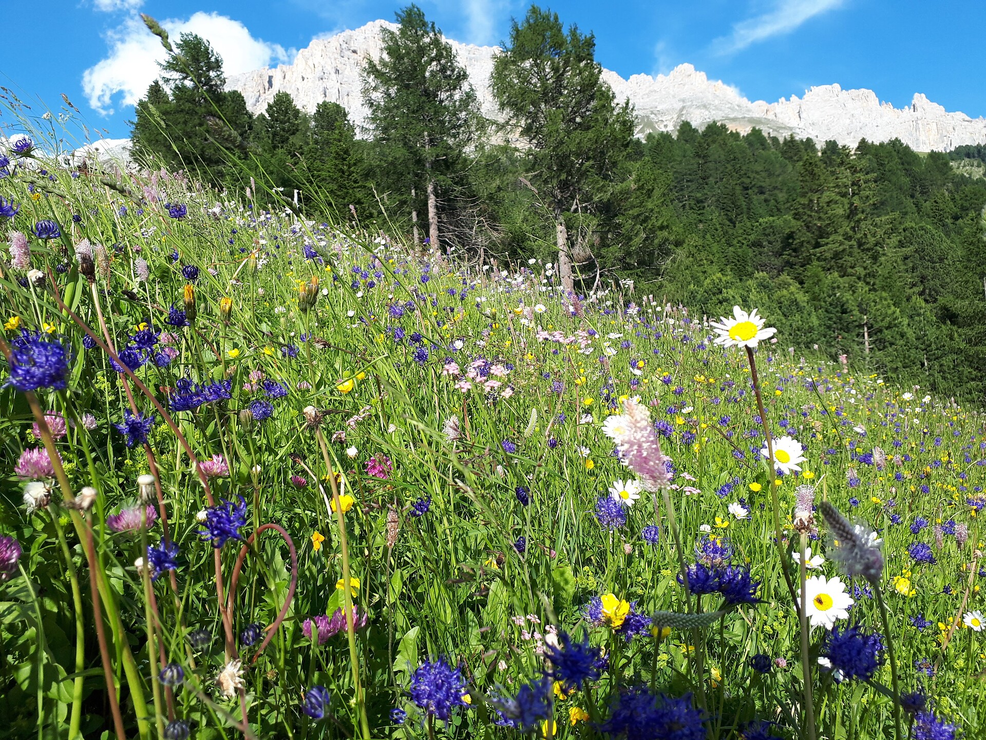 Meadow of Flowers