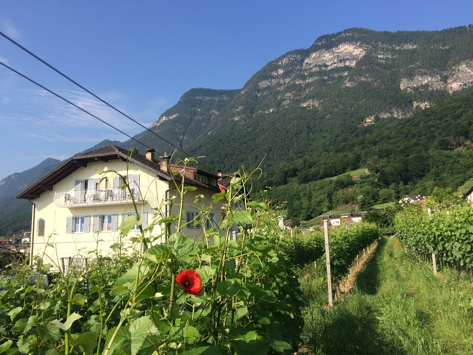 view from the vineyard