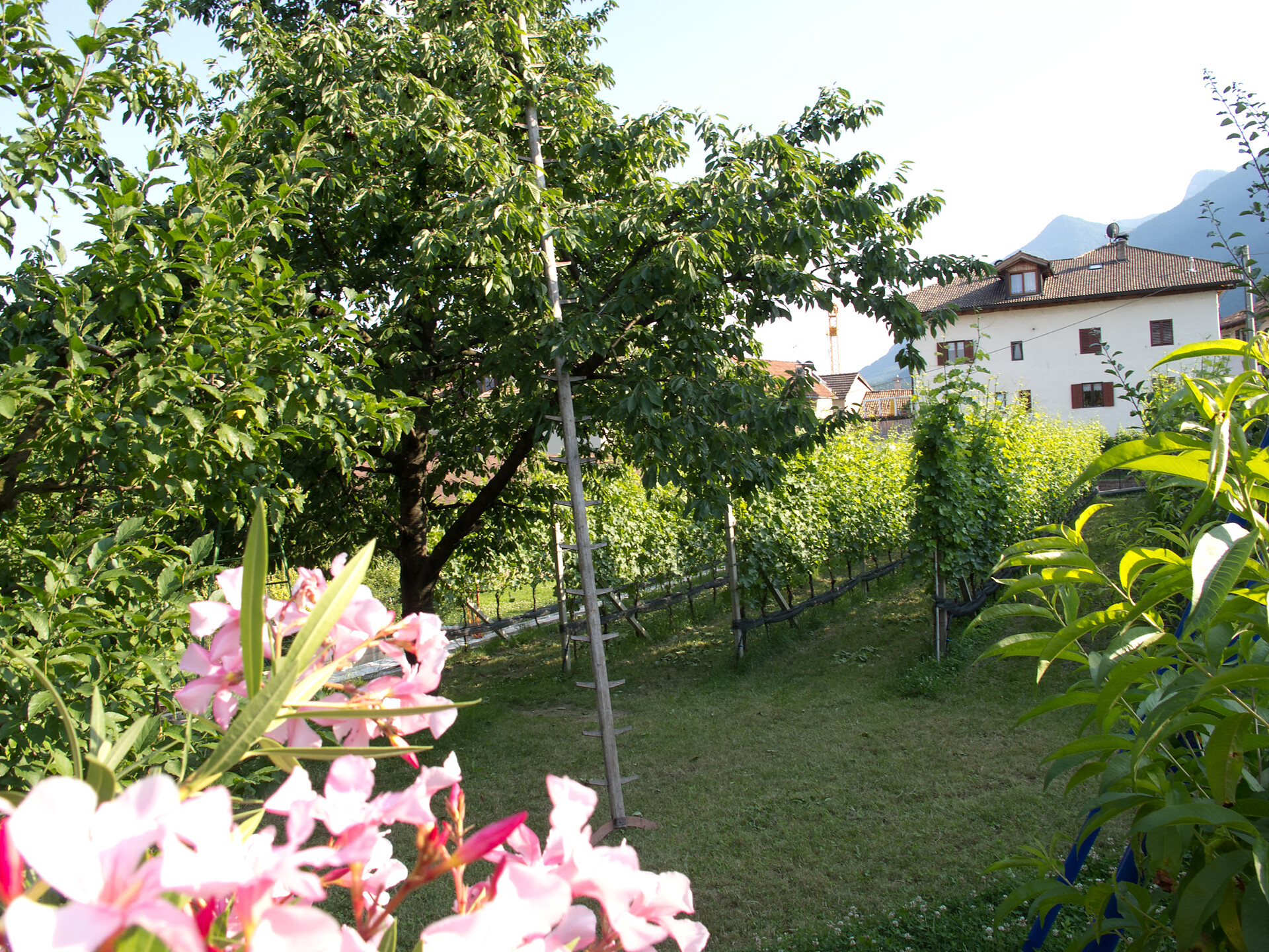 Fruit and wine garden