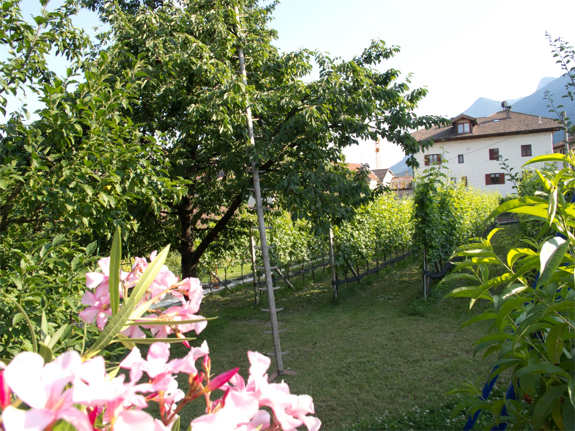 Helene Sepp Kaltern an der Weinstraße/Caldaro sulla Strada del Vino 6 suedtirol.info