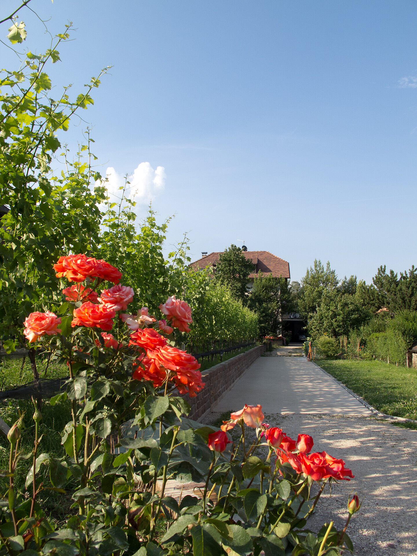 Helene Sepp Kaltern an der Weinstraße/Caldaro sulla Strada del Vino 4 suedtirol.info