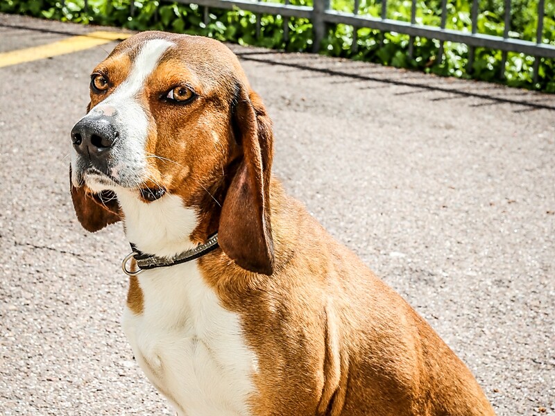 dog