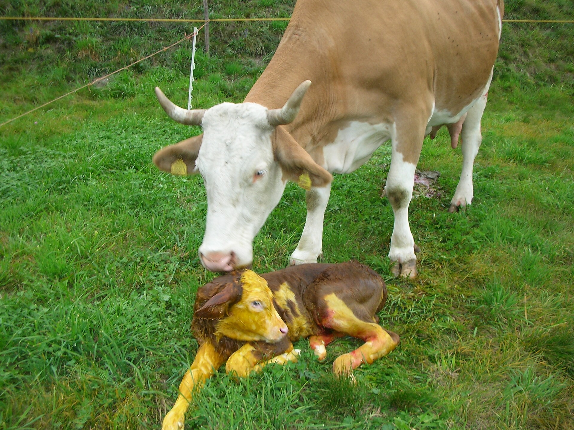 Kuh mit Kalb