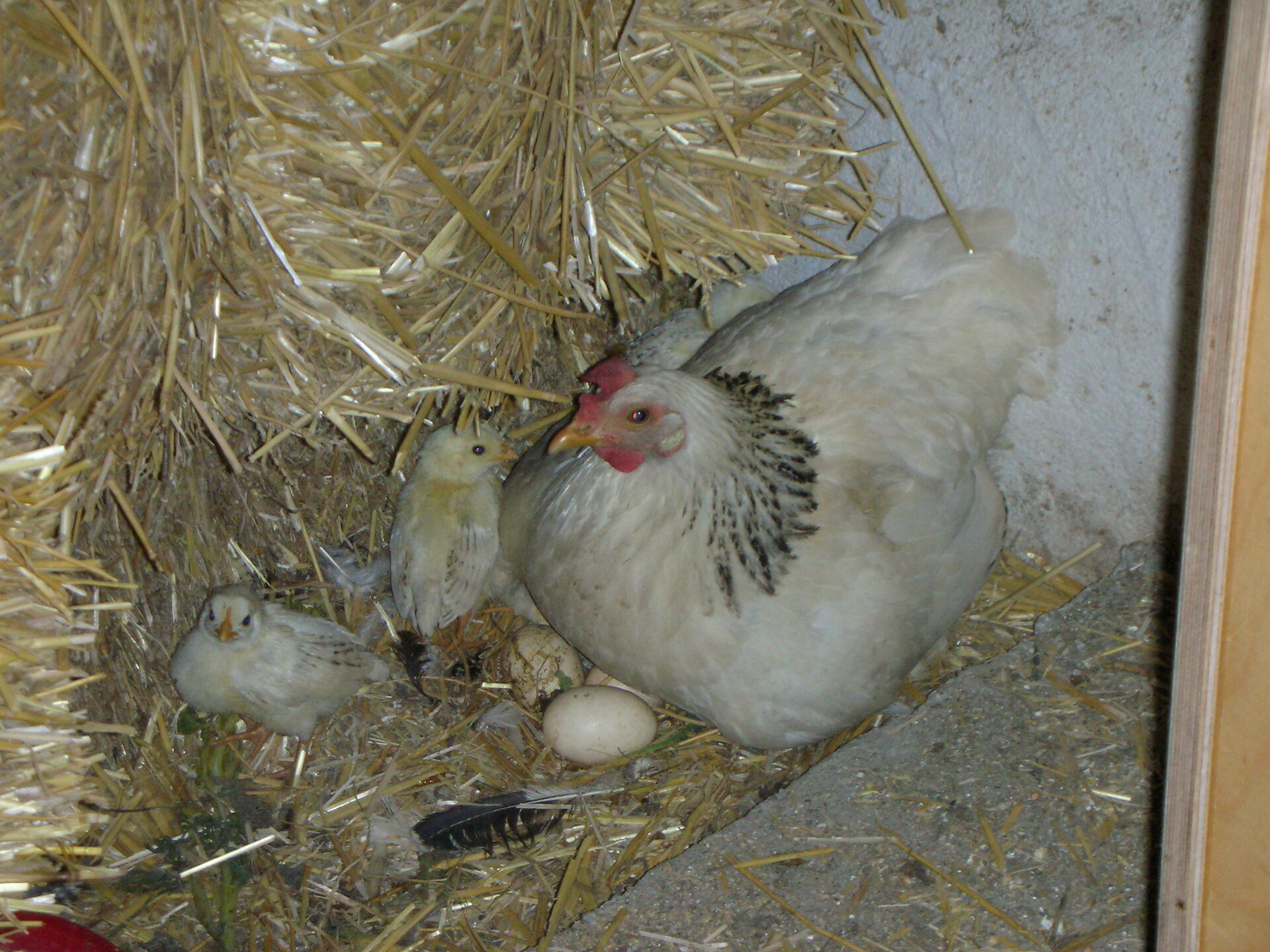 Henne mit Küken