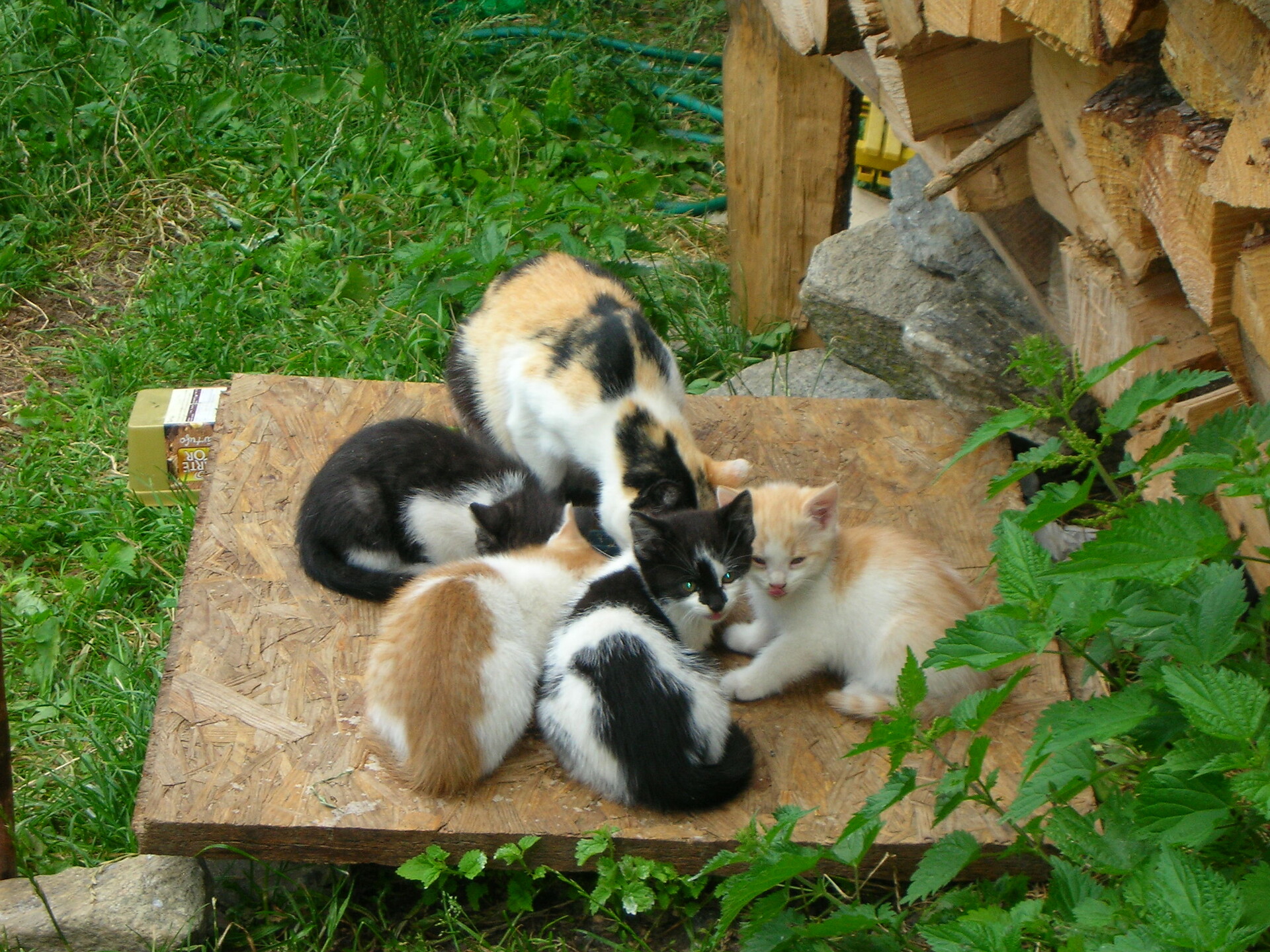 Katzen