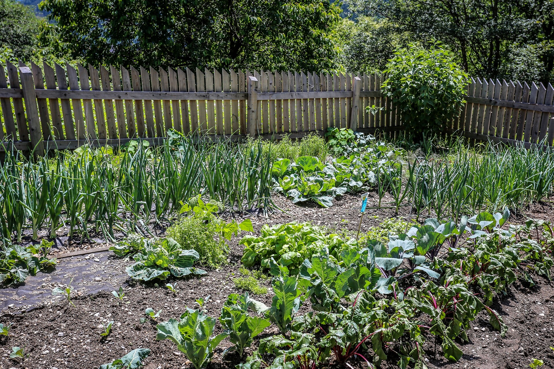 Garden