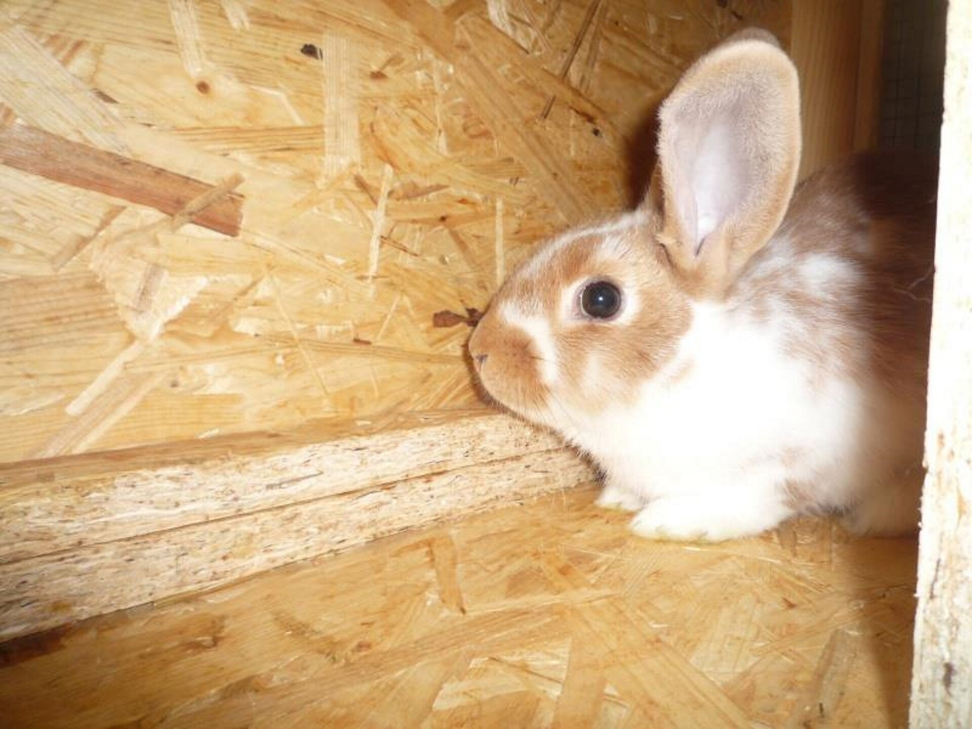 Hase