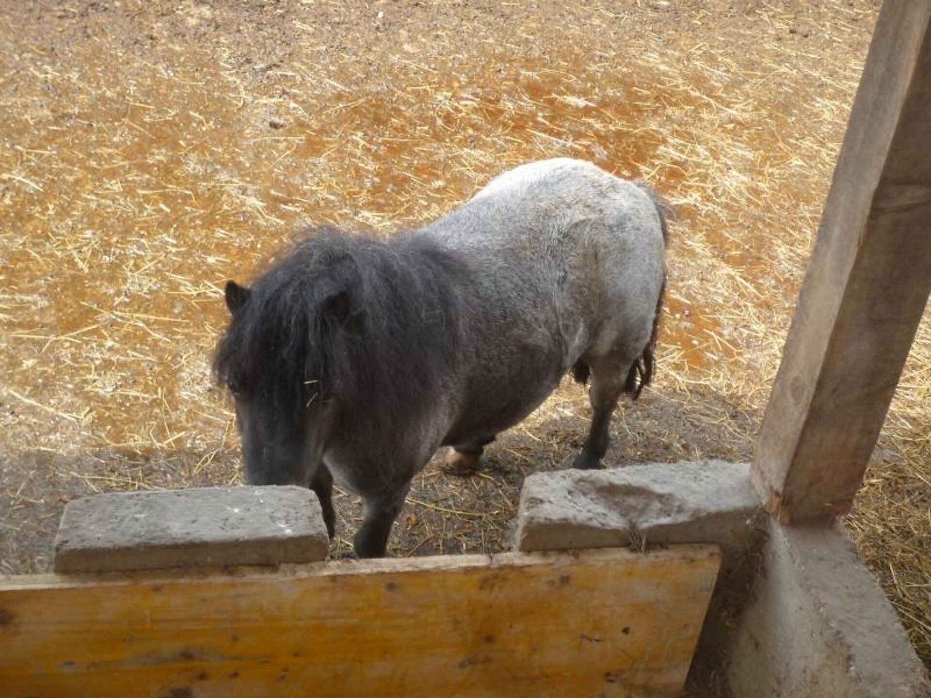Pferd