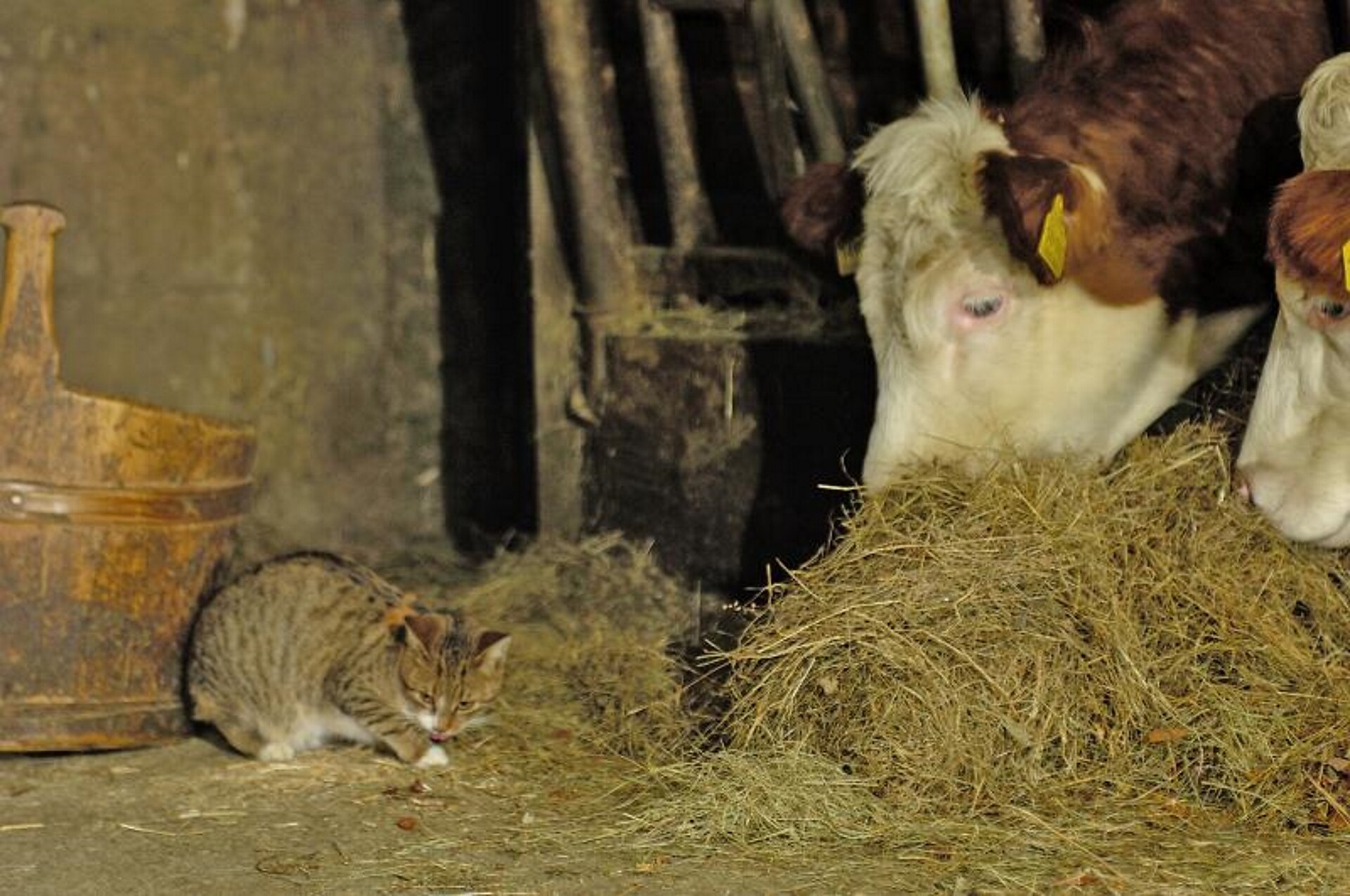 Tiere