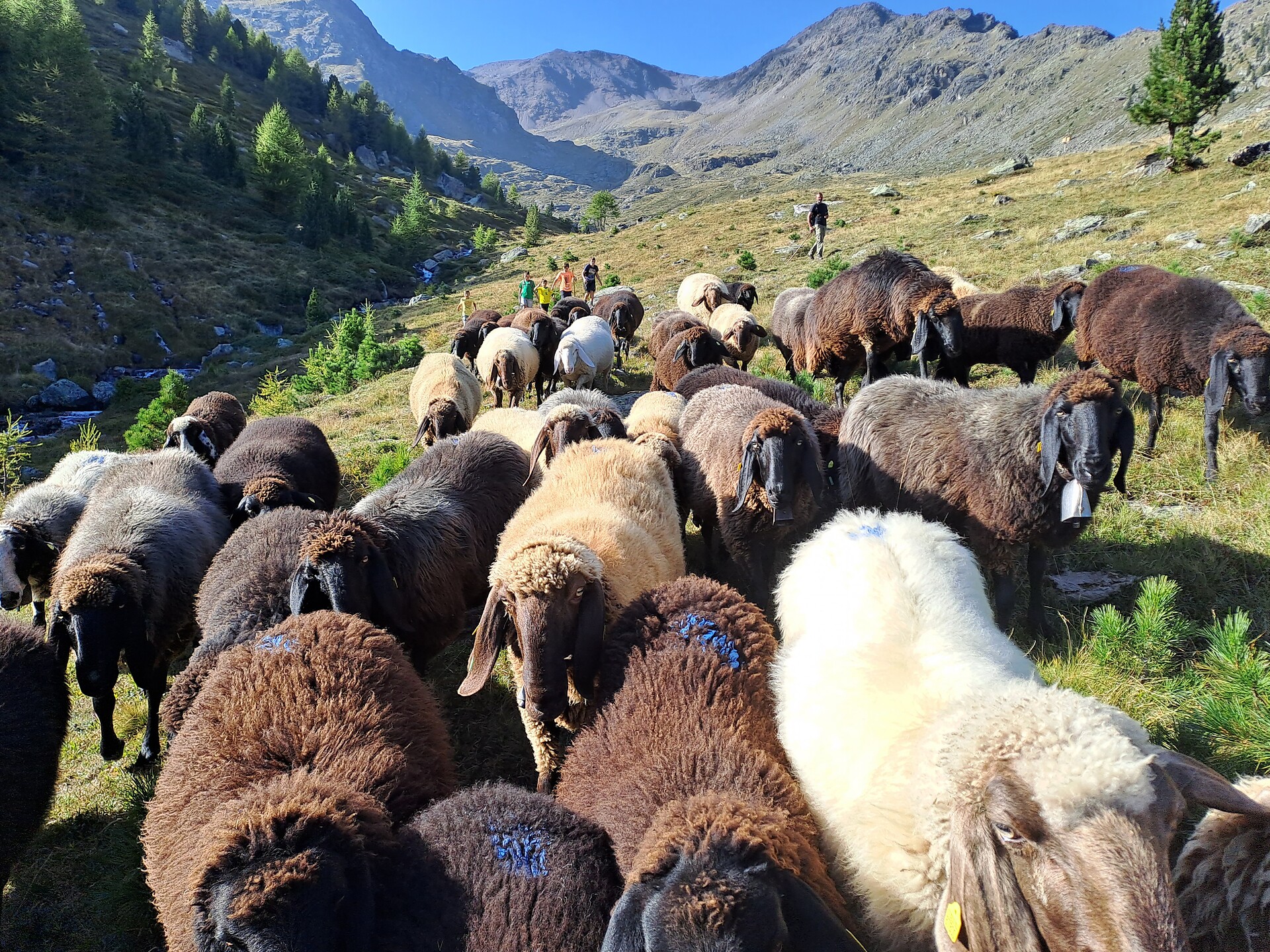 Schafe Tuferalm