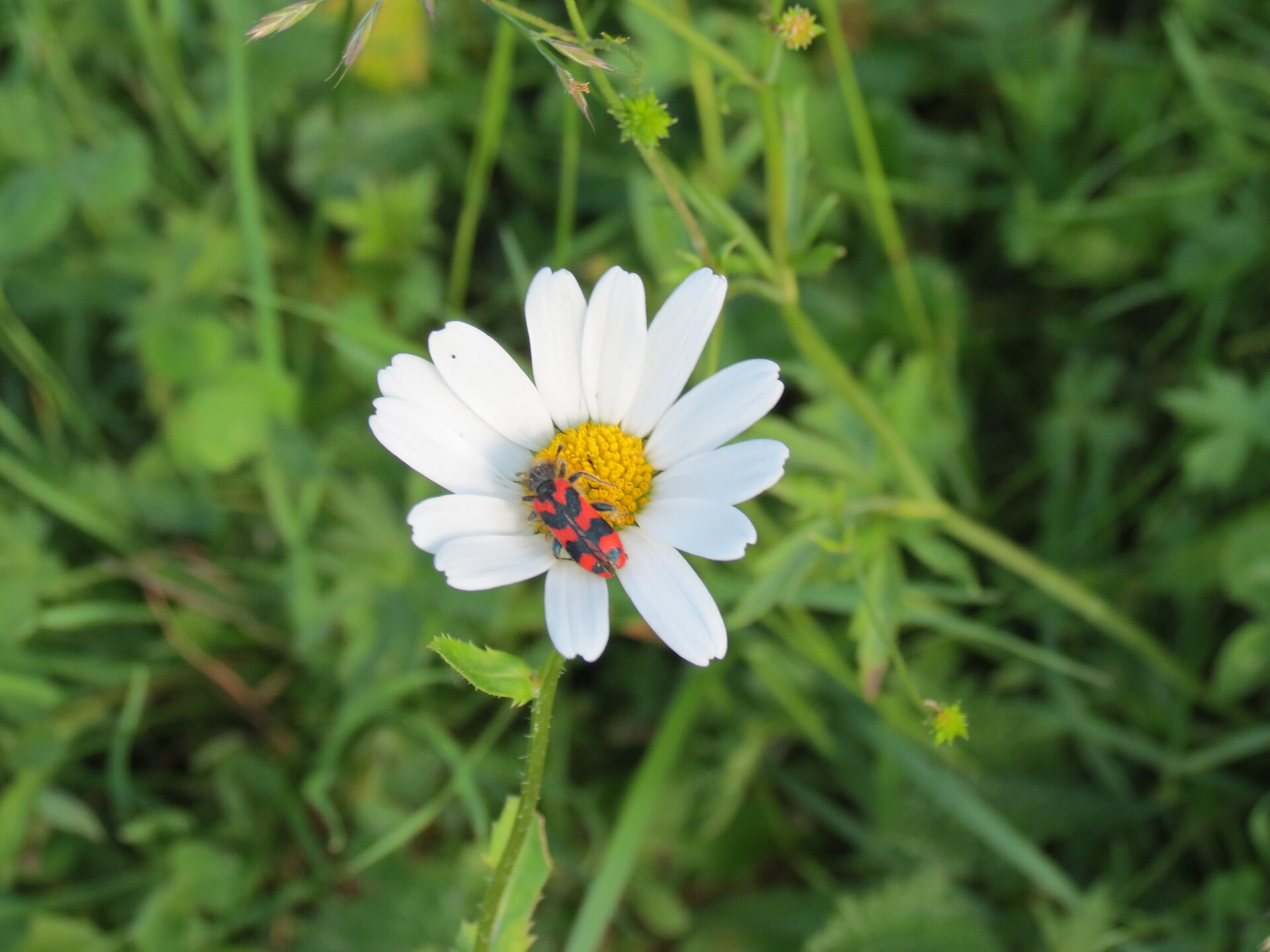 Margarite mit Käfer