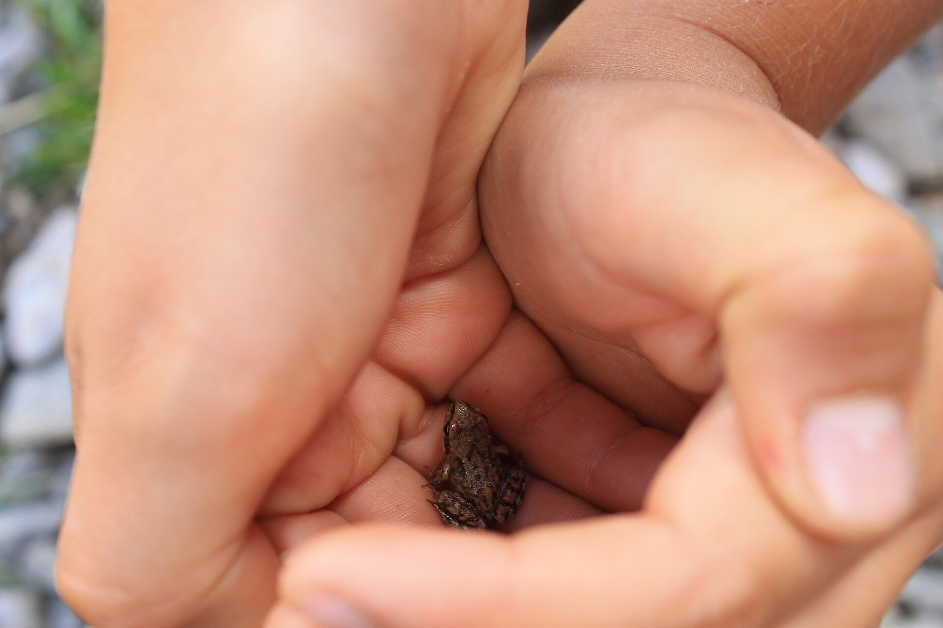 Frosch