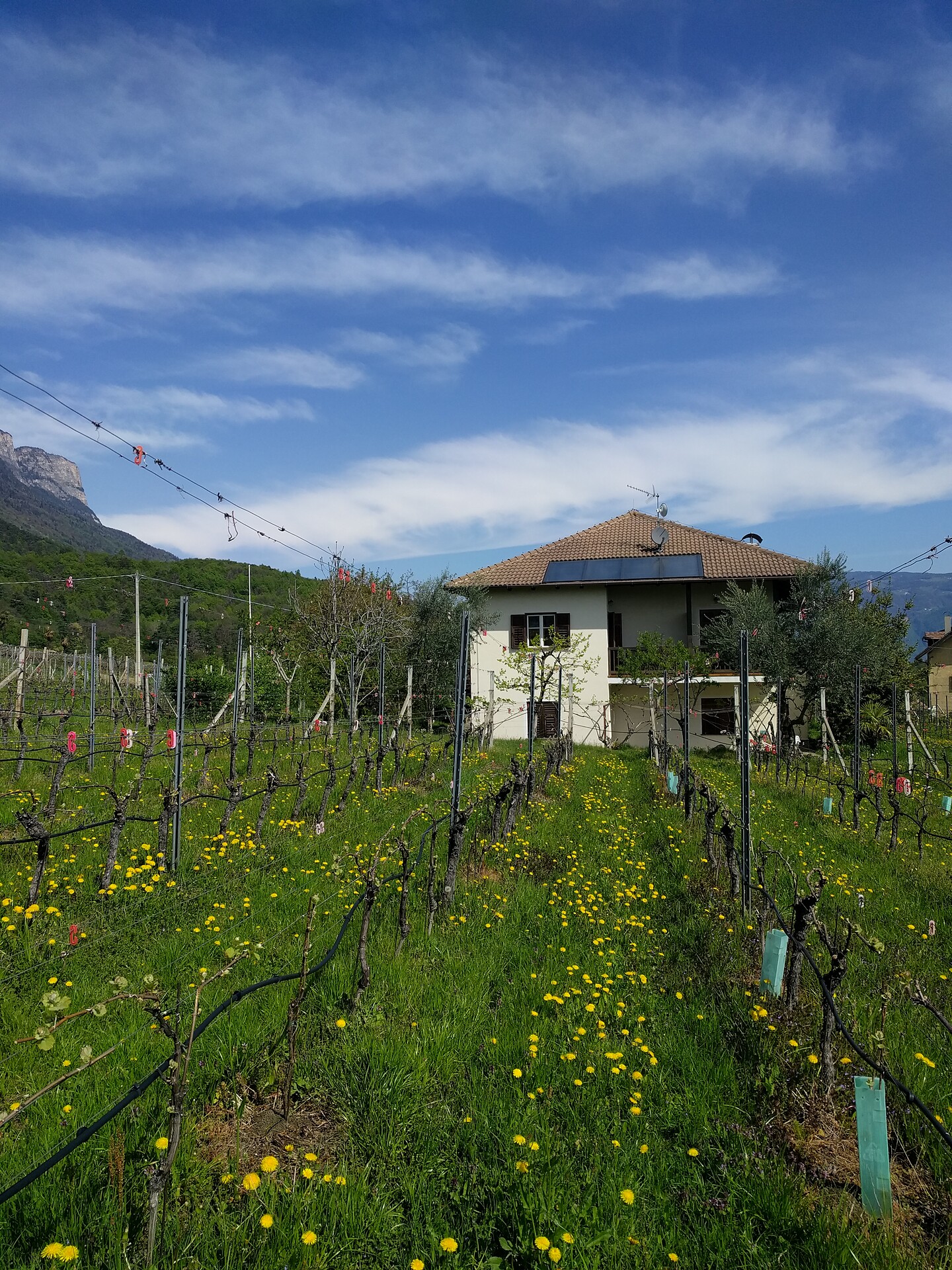 Hochleiten Hof Kaltern an der Weinstraße 4 suedtirol.info