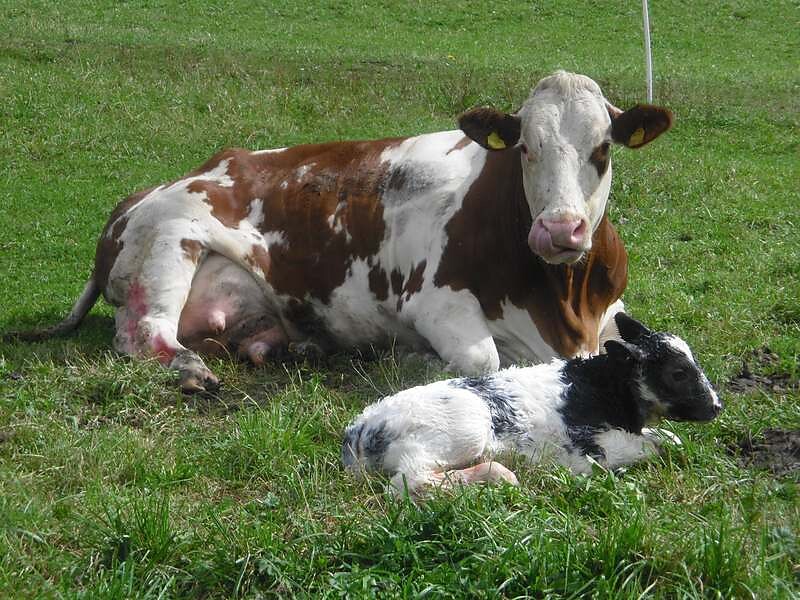 Cows