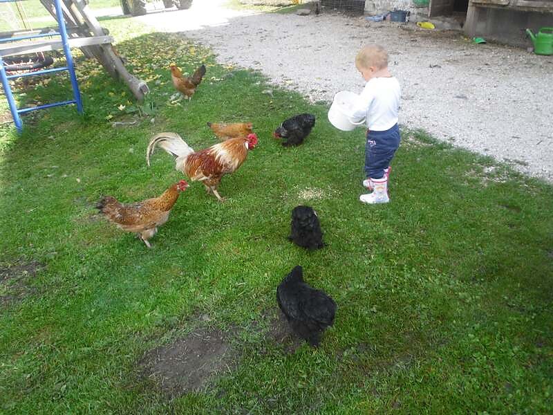 Our chicken