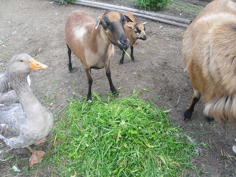 Animals from our farm