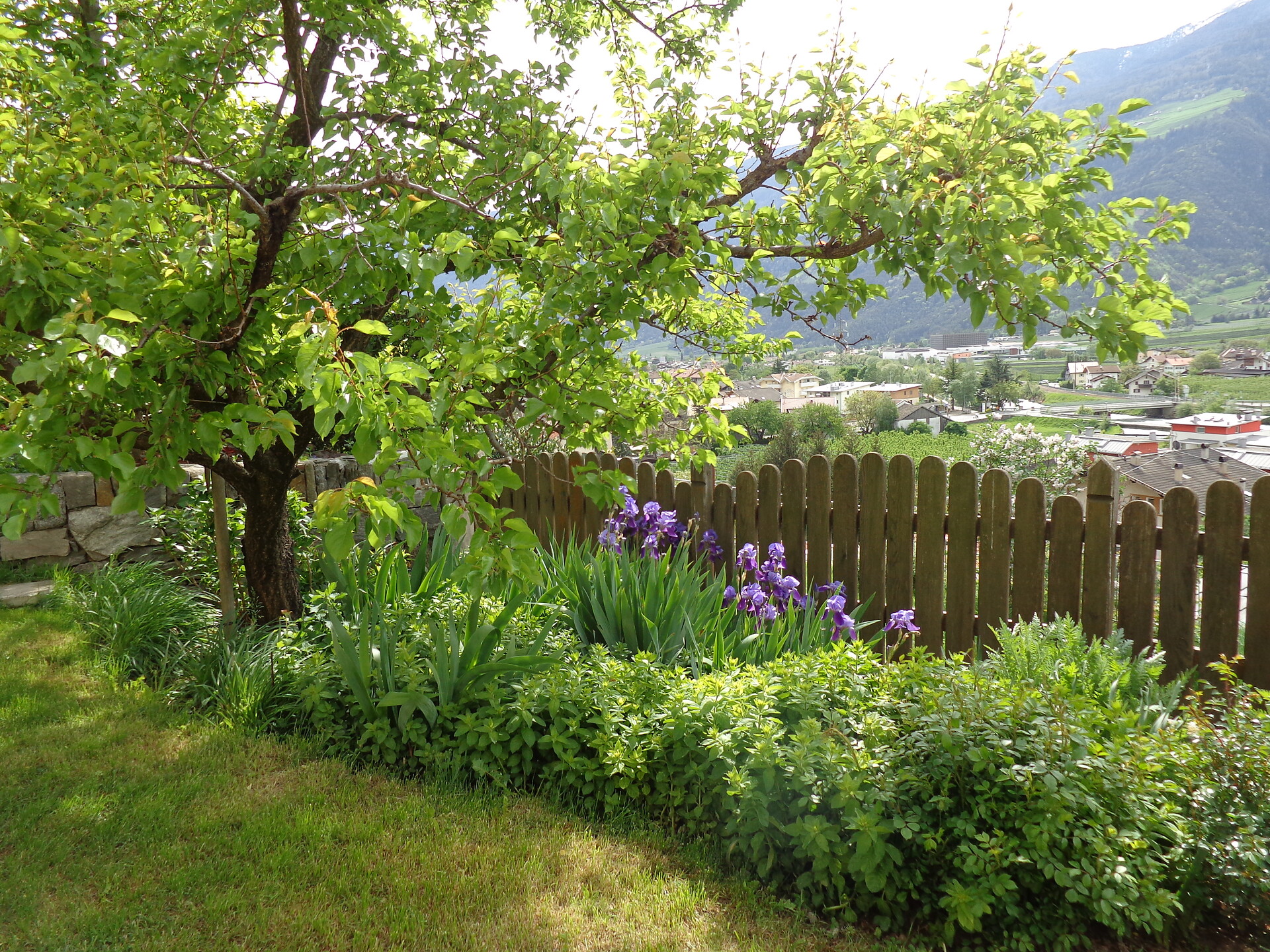 garden
